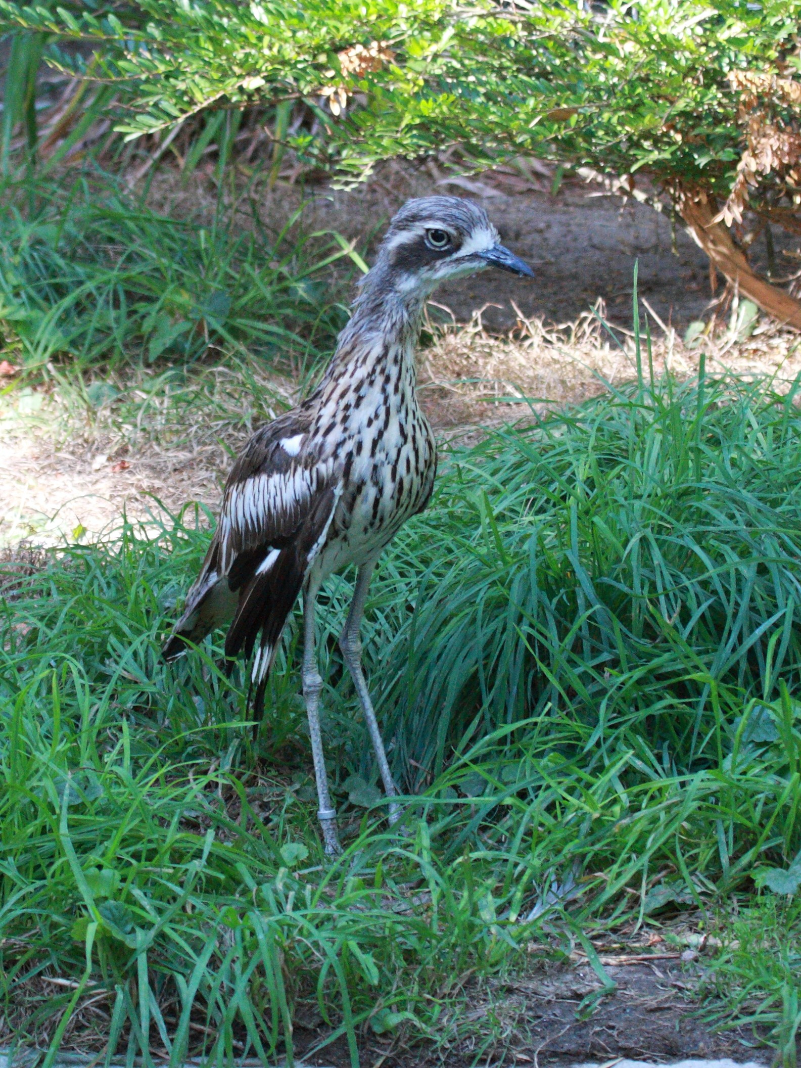 oedicneme_bride_-_burhinus_grallarius3bd