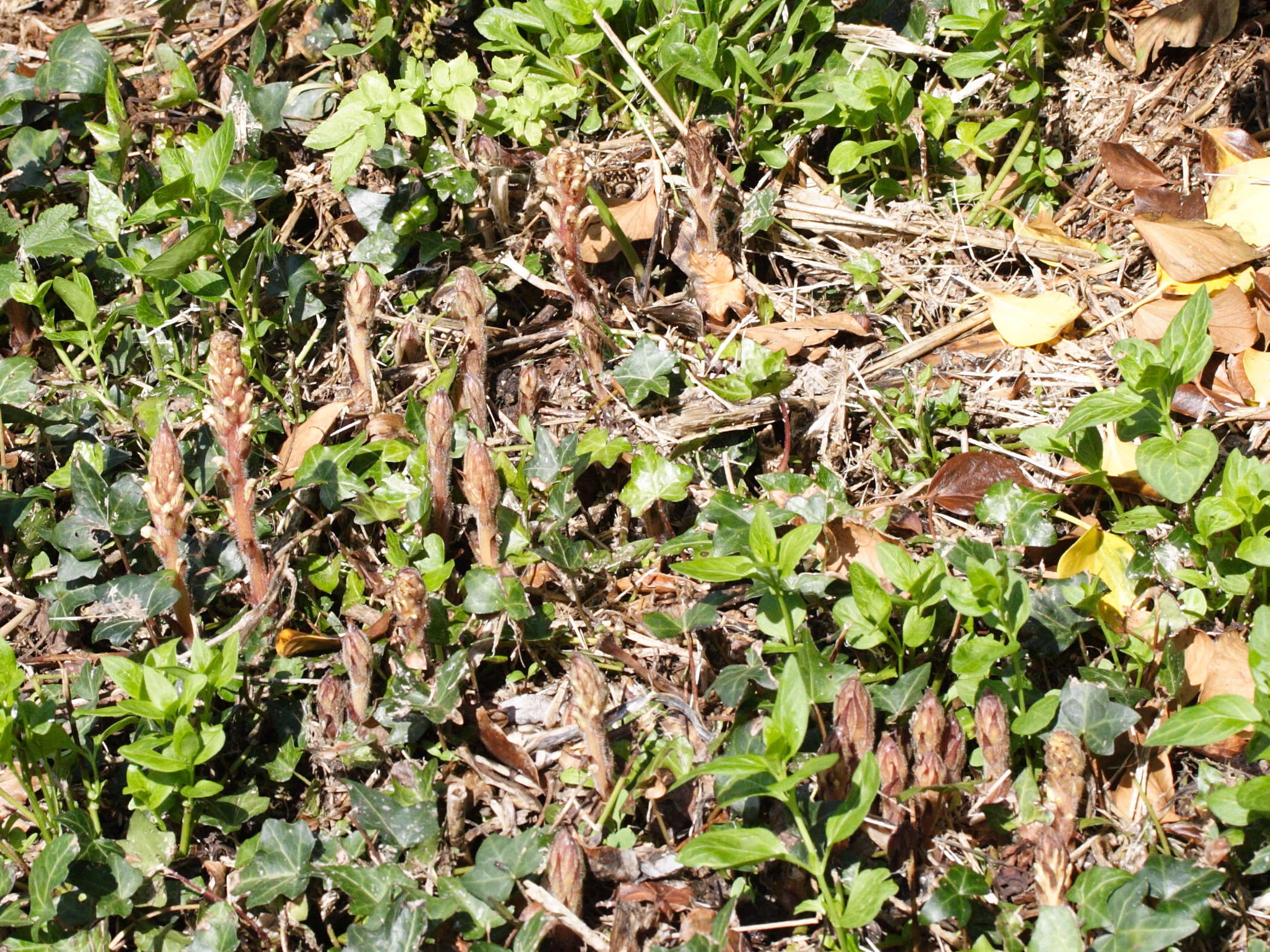 Afficher le média orobanche_hederae2md orobanche_hederae2md