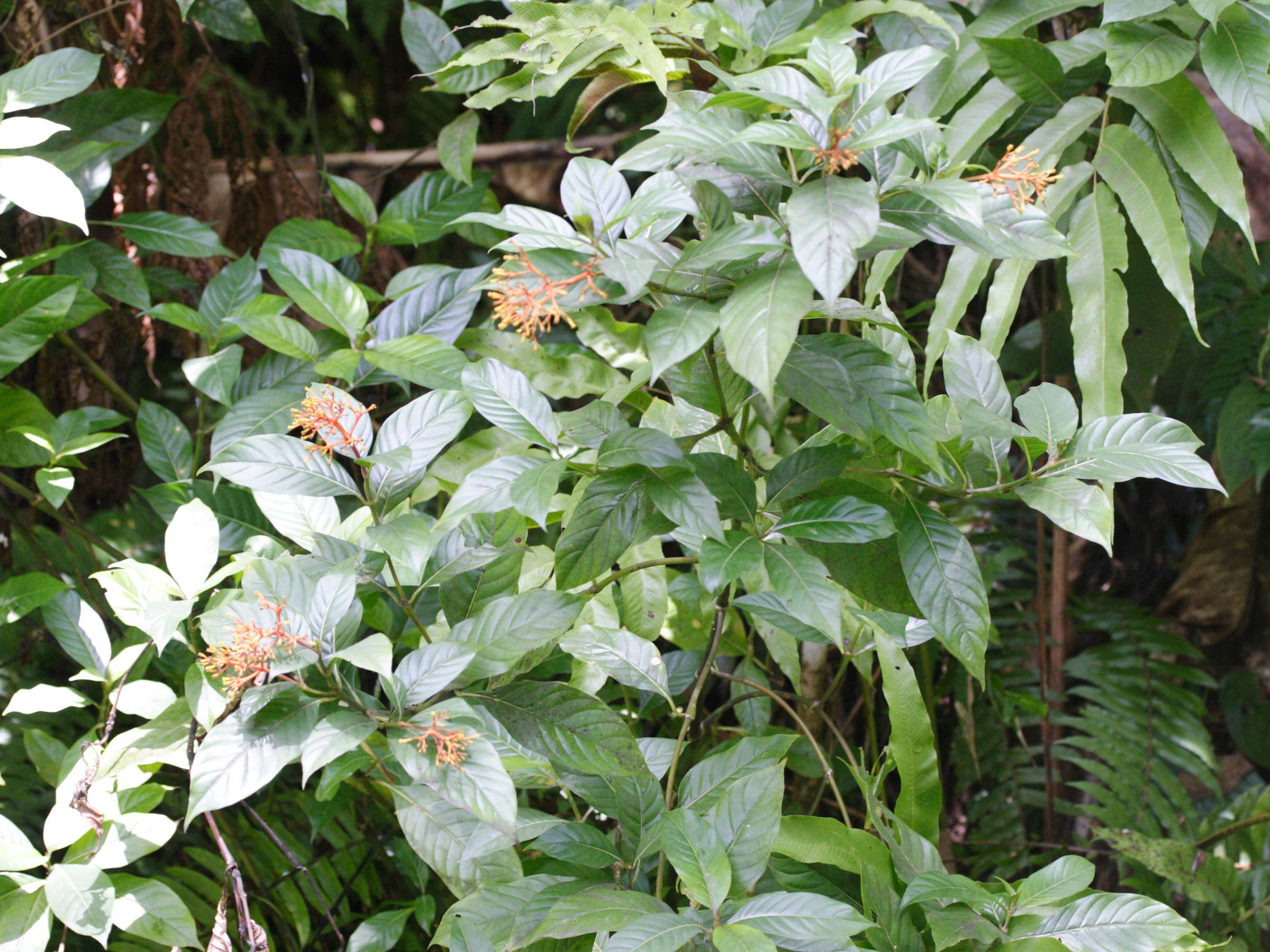 Afficher le média palicourea_crocea1md palicourea_crocea1md