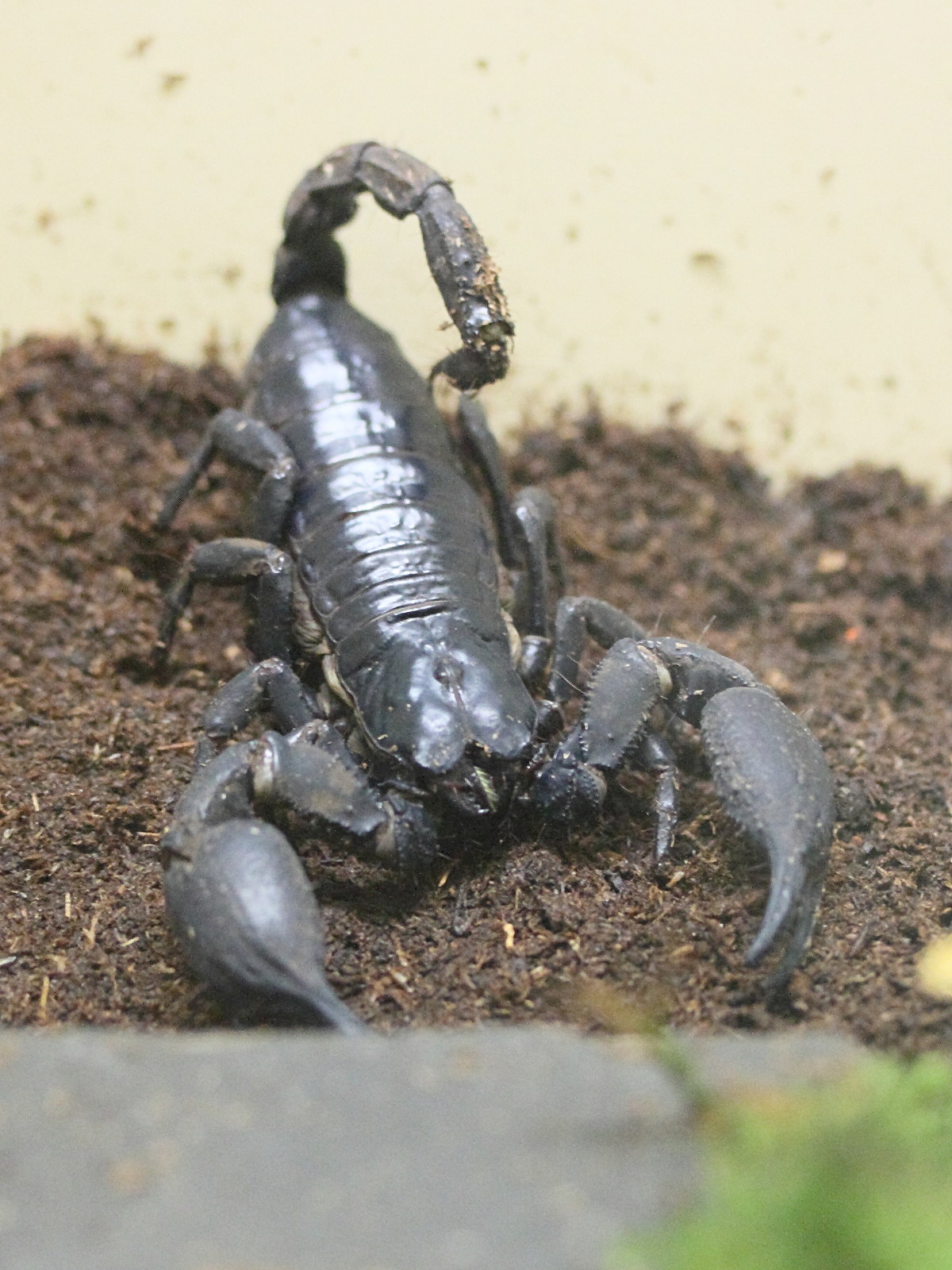 pandinus_imperator1md