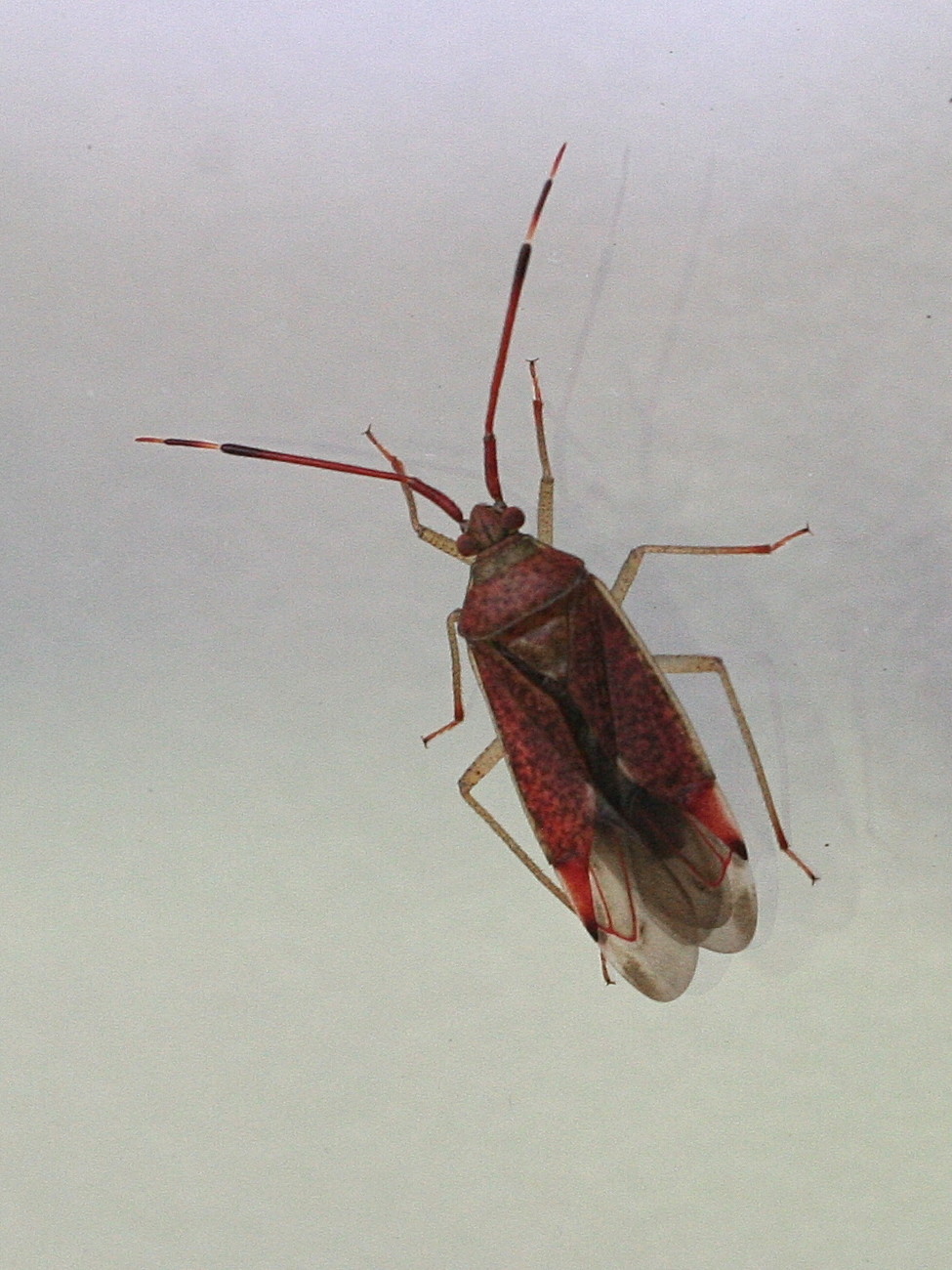 pantilius_tunicatus1md