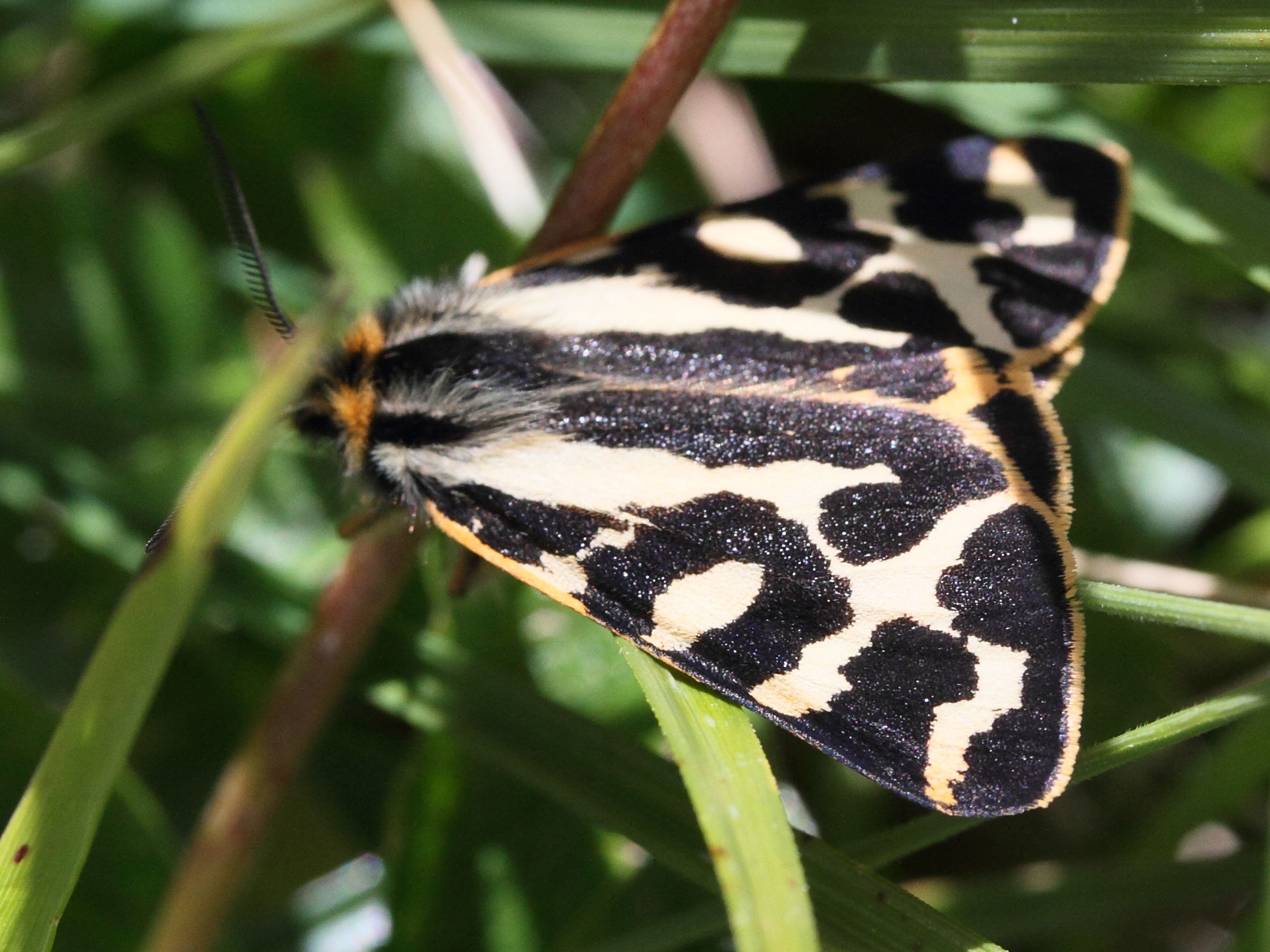 parasemia_plantaginis1md