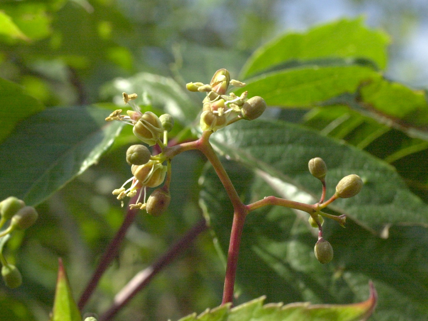 Afficher le média parthenocissus_inserta2md parthenocissus_inserta2md