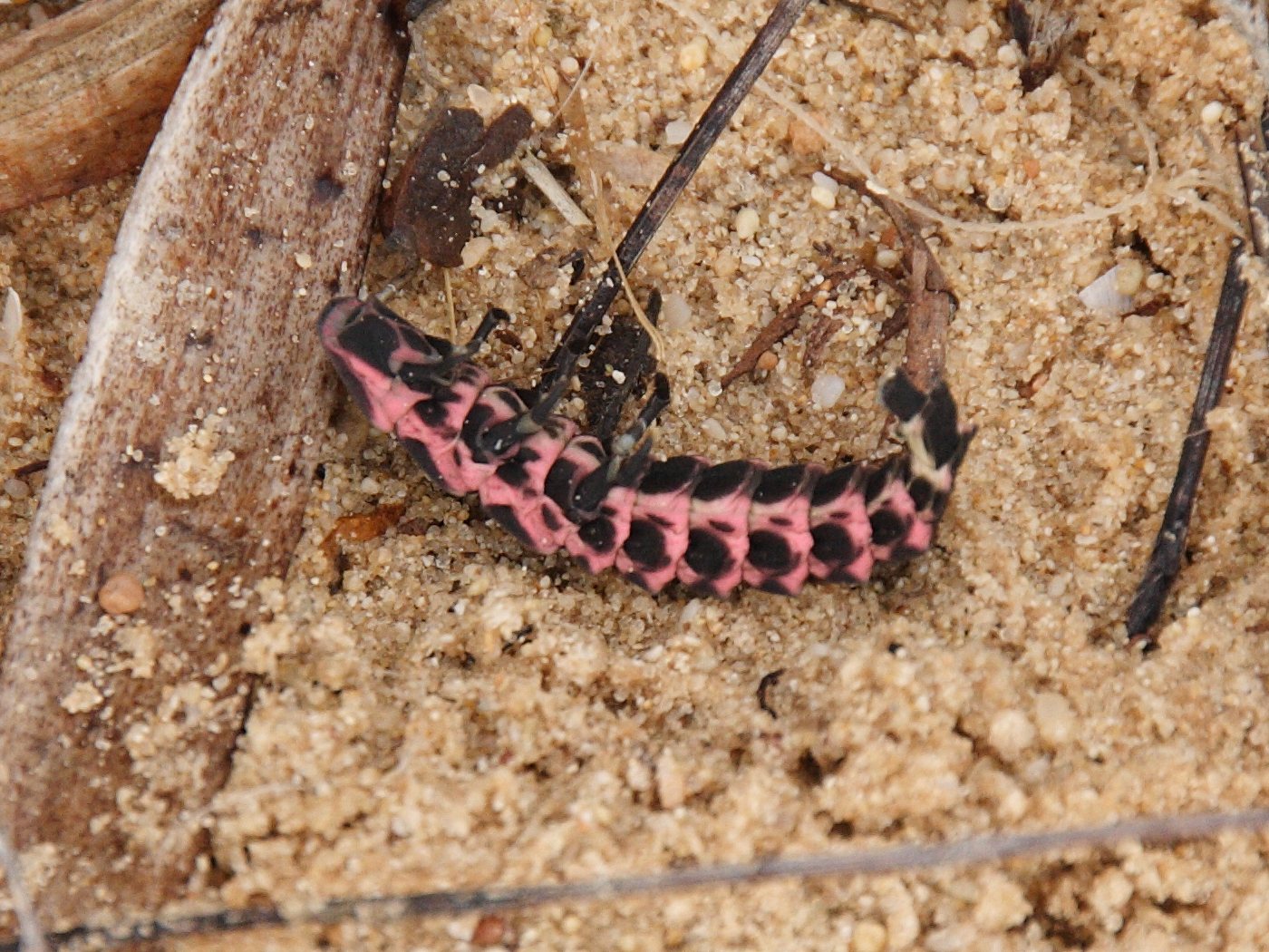 Afficher le média pelania_mauritanica_larv1bd pelania_mauritanica_larv1bd