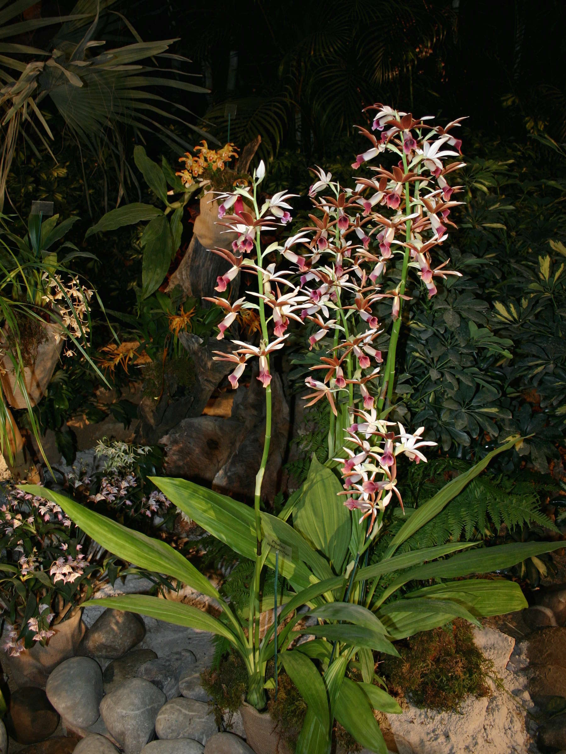 phaius_tankervilleae1sd