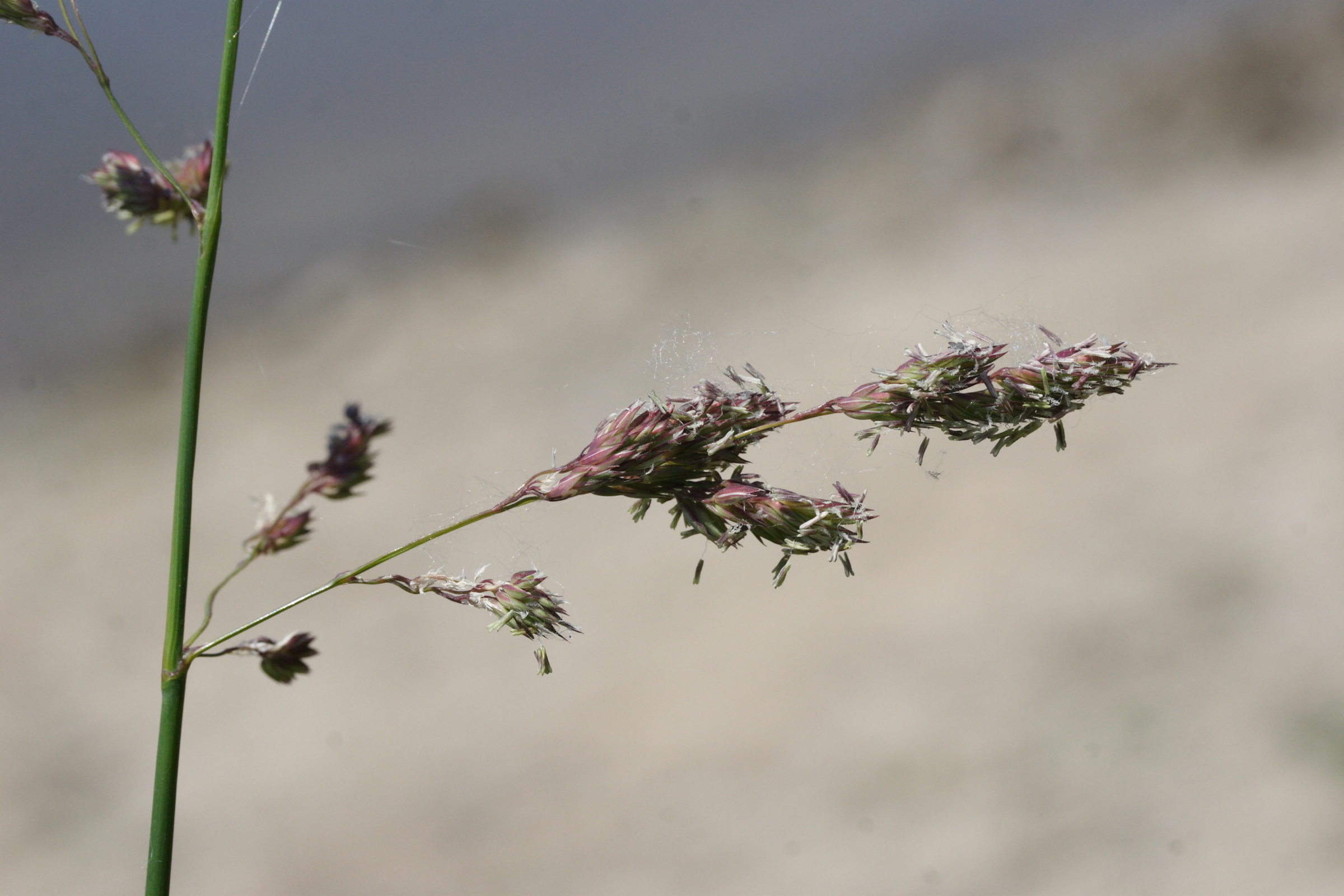 phalaris_arundinacea3md