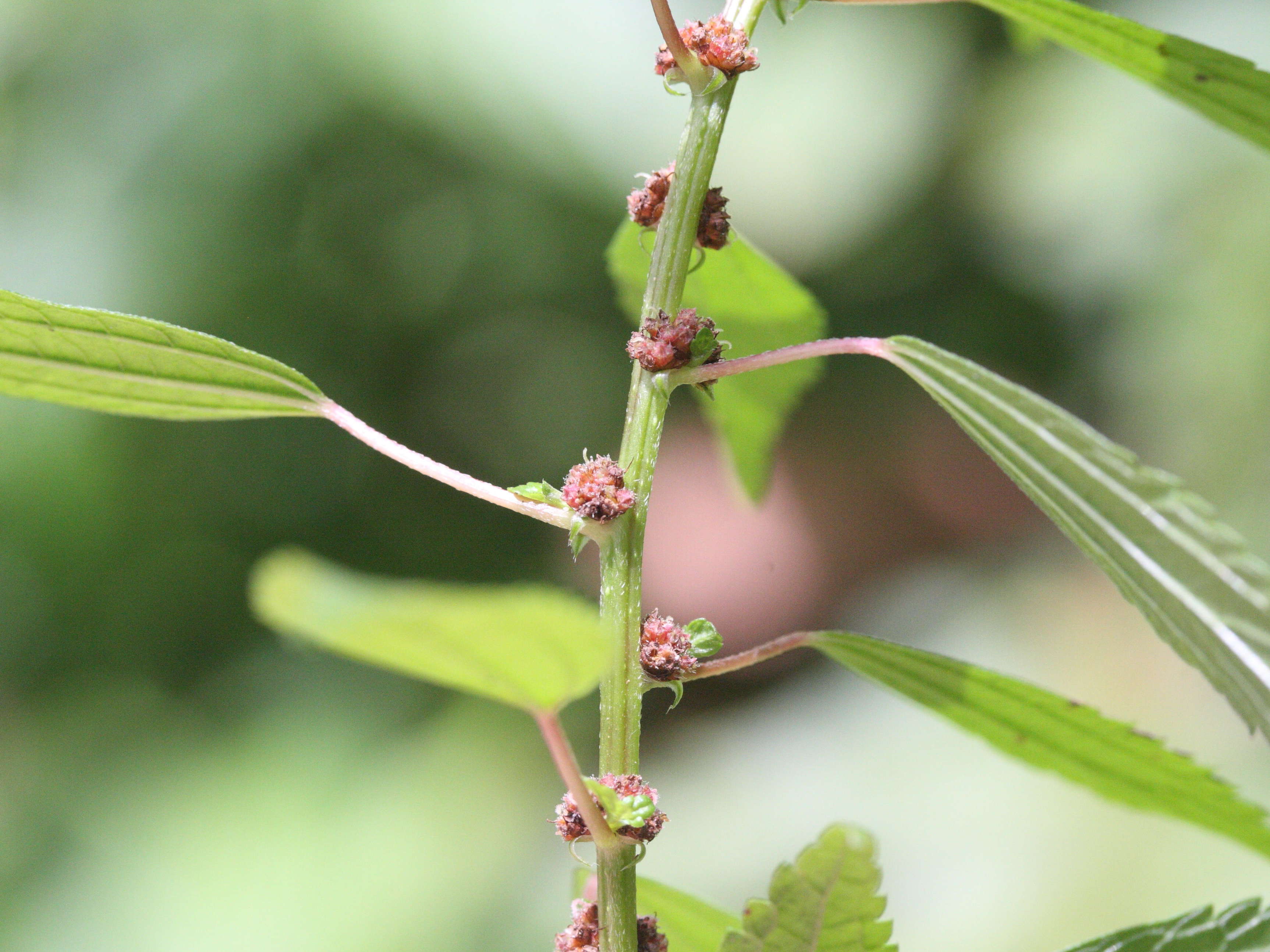 phenax_sonneratii2md