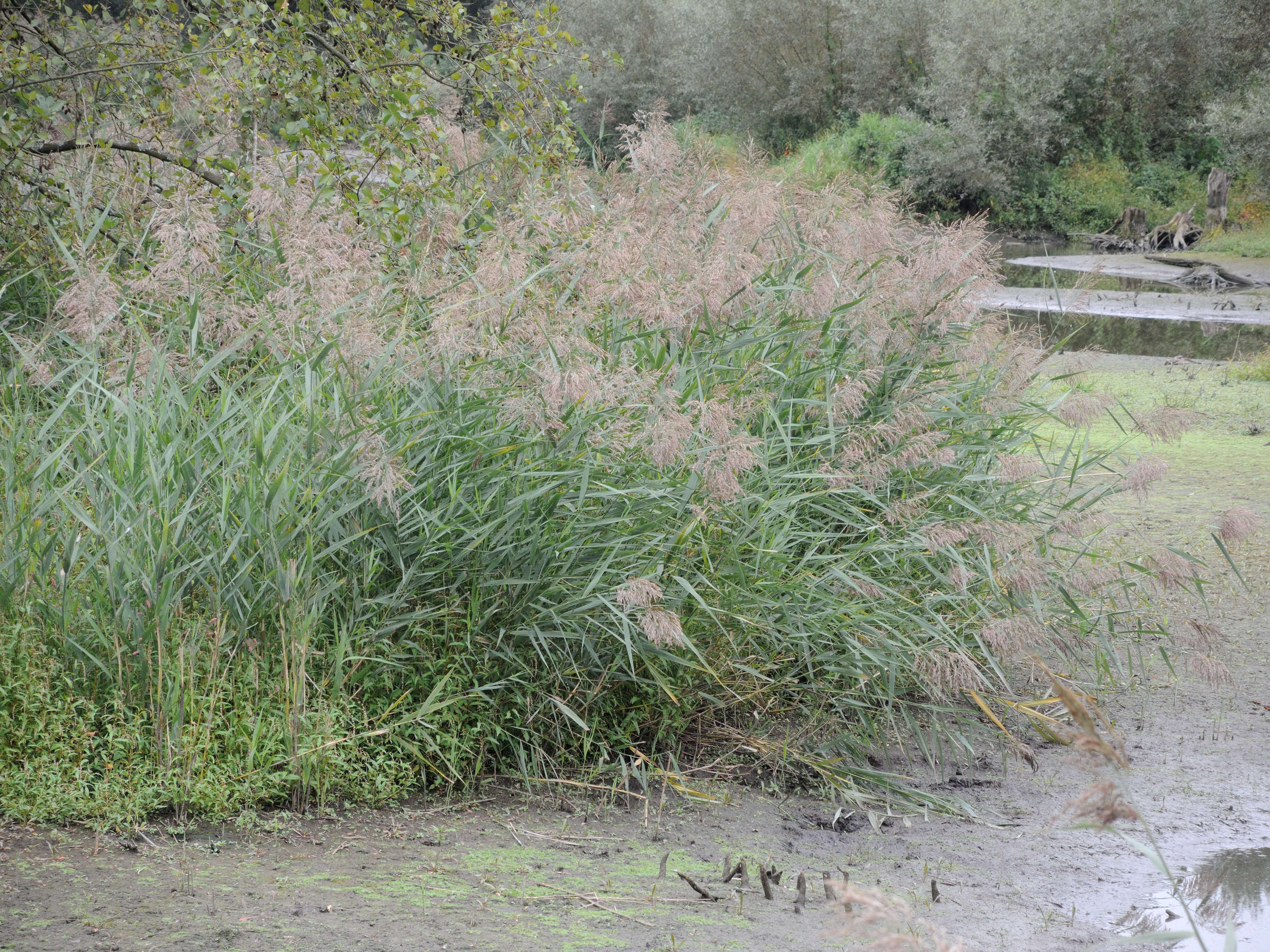 phragmites_australis7md