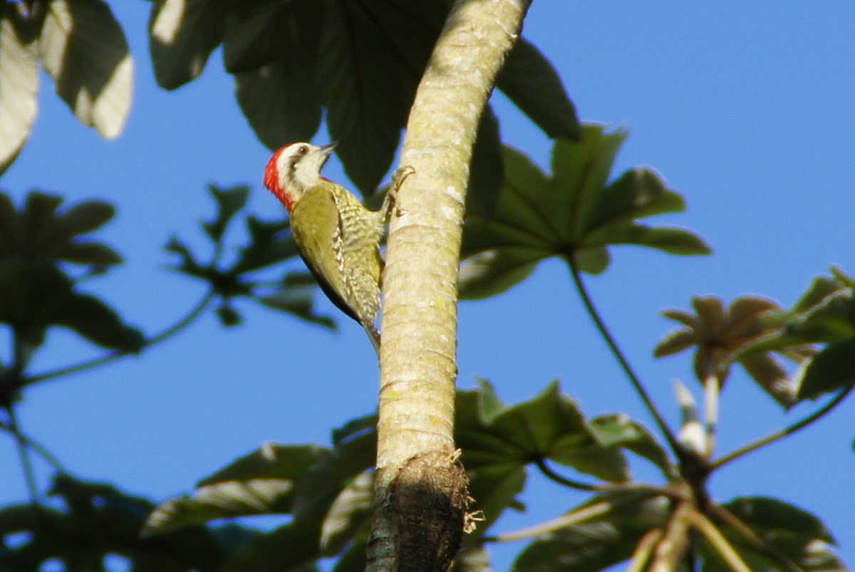 pic_poignarde_-_xiphidiopicus_percussus1fc