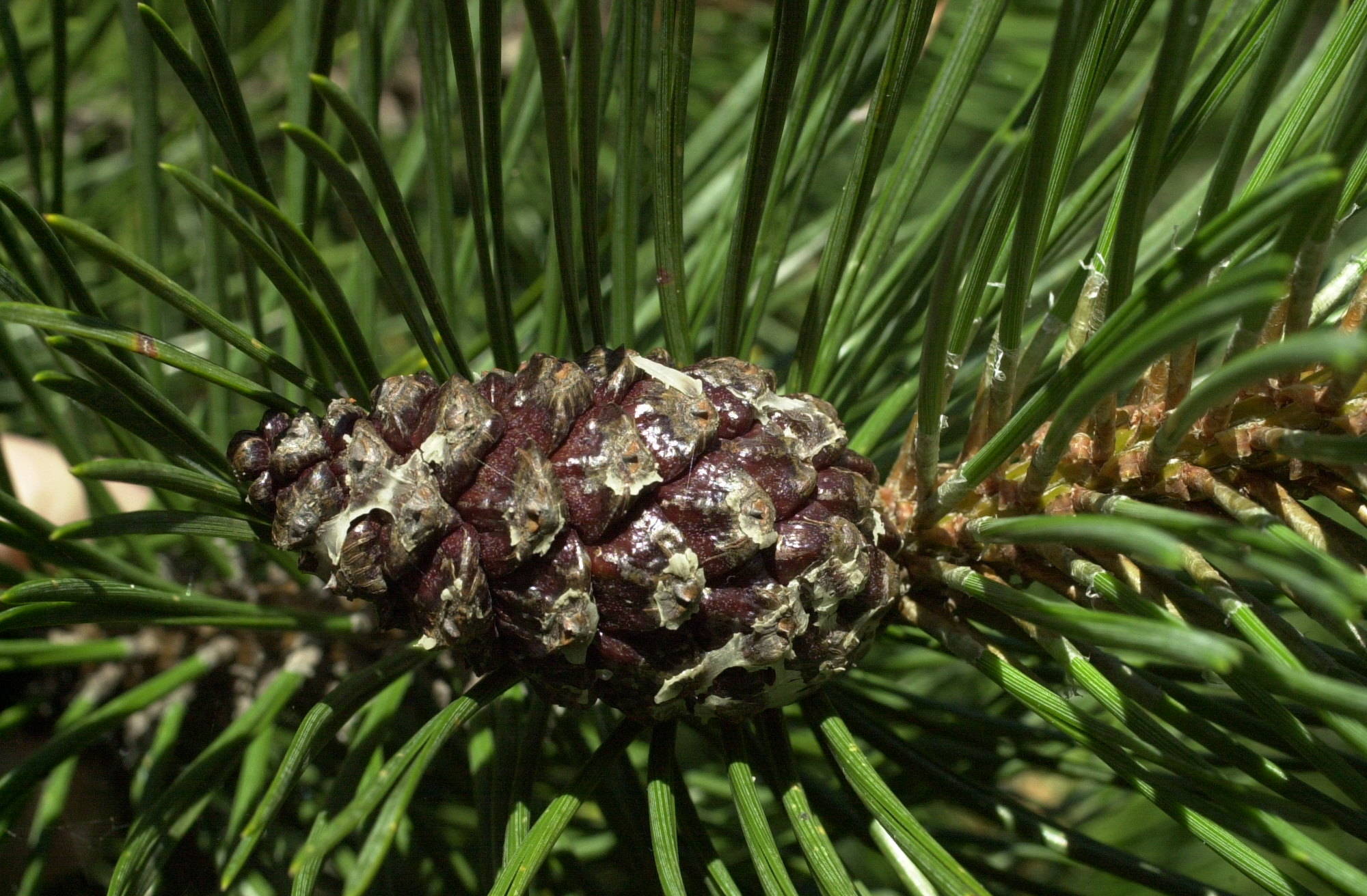 pinus_uncinata2md