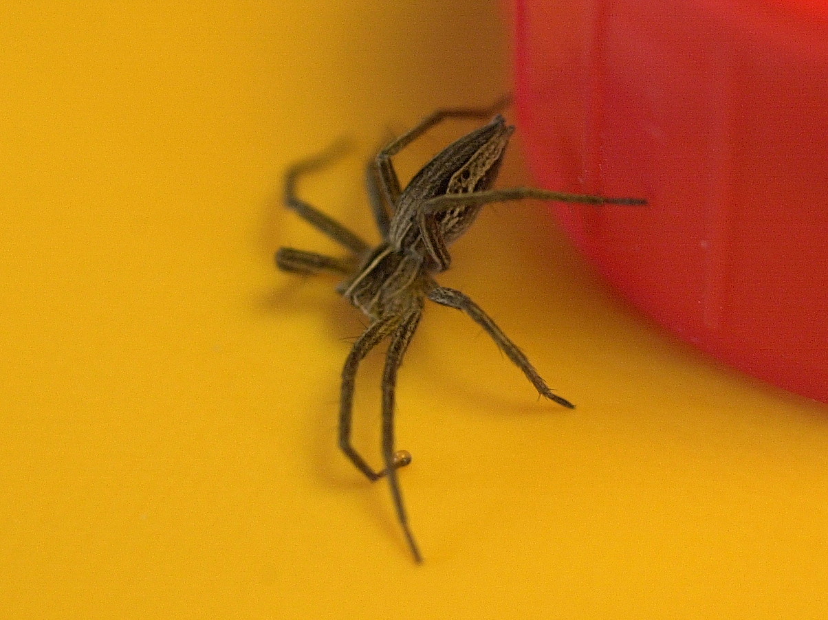 pisaura_mirabilis3md