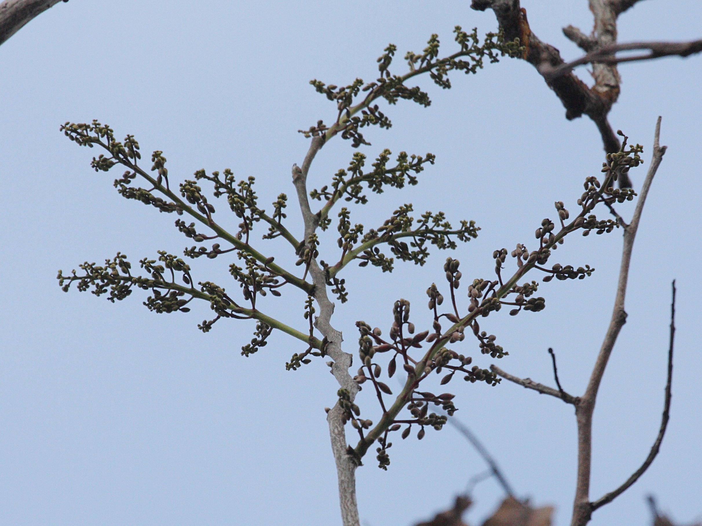 piscidia_carthagenensis3bd