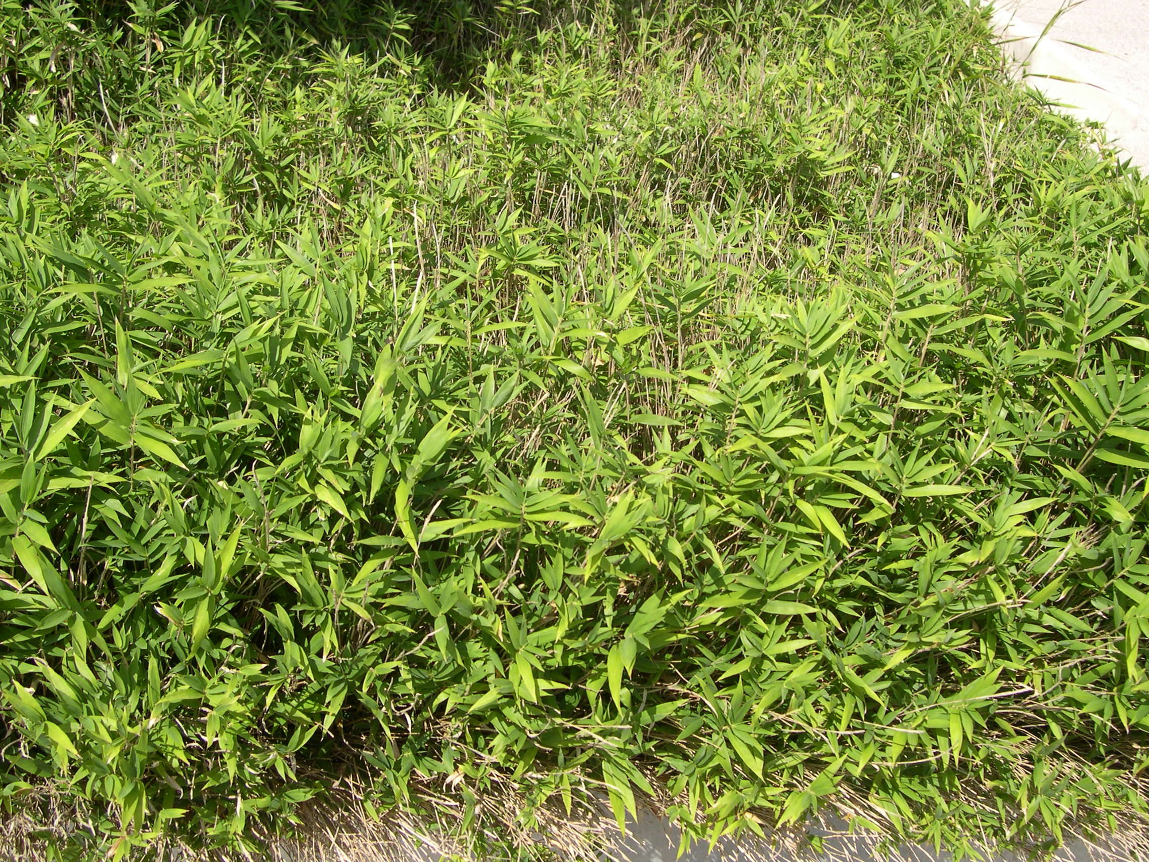 pleioblastus_pygmaeus1md