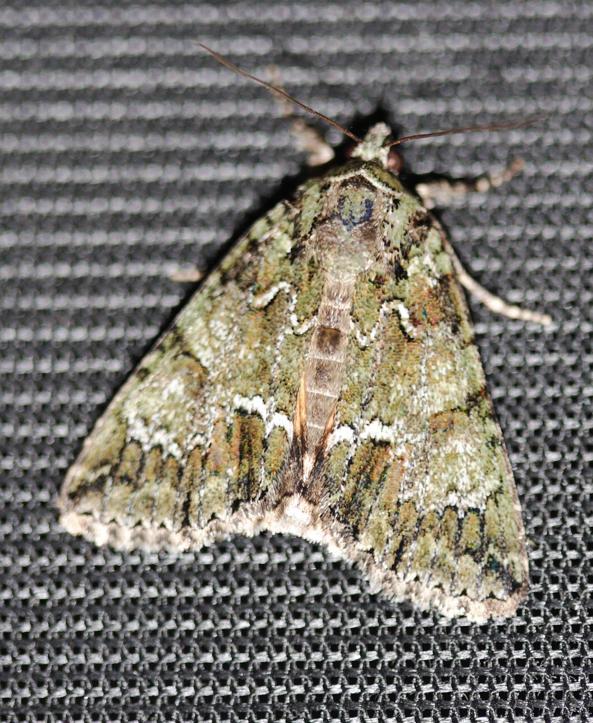 Afficher le média polyploca_ridens1md polyploca_ridens1md