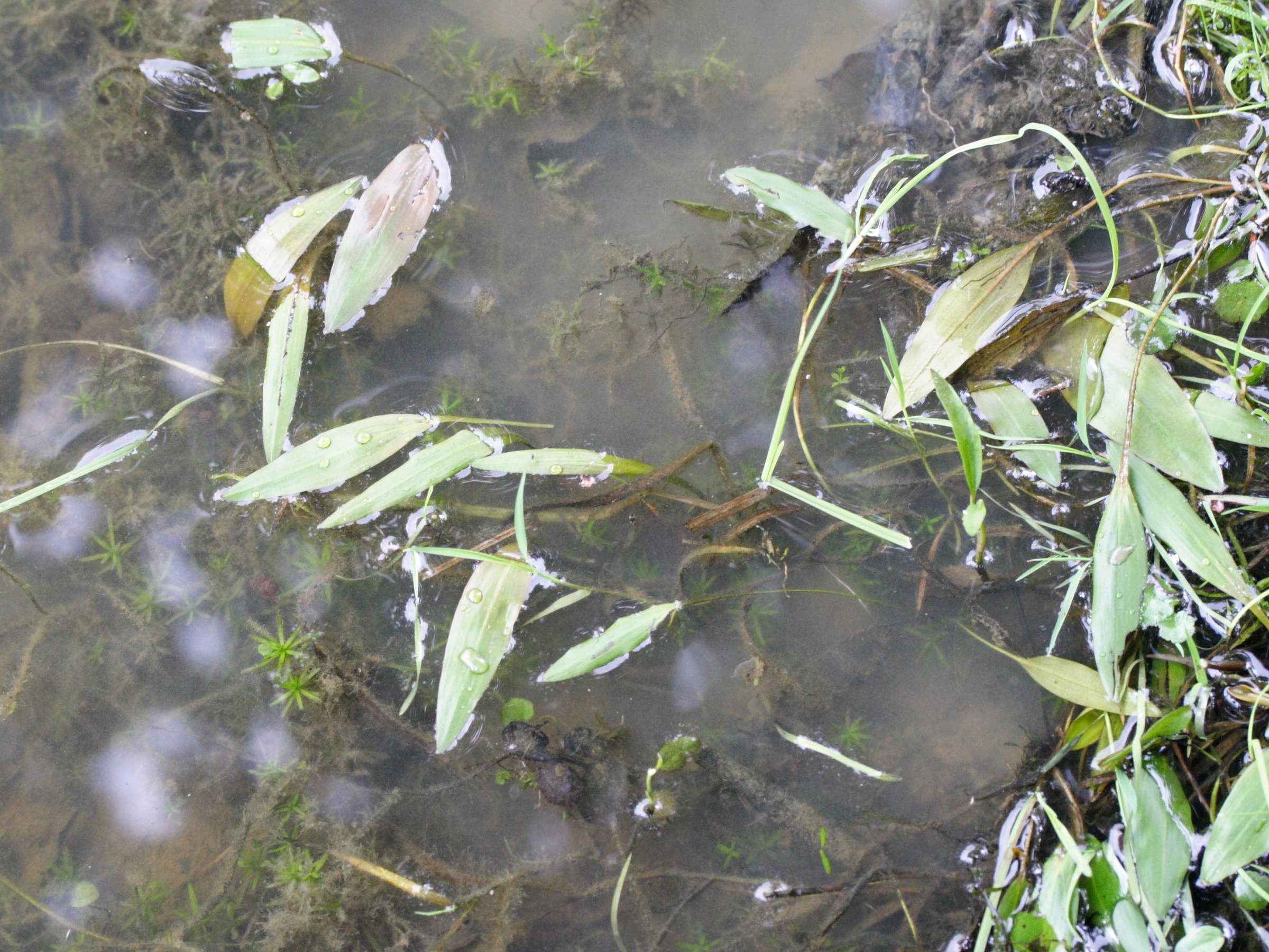 potamogeton_polygonifolius1md