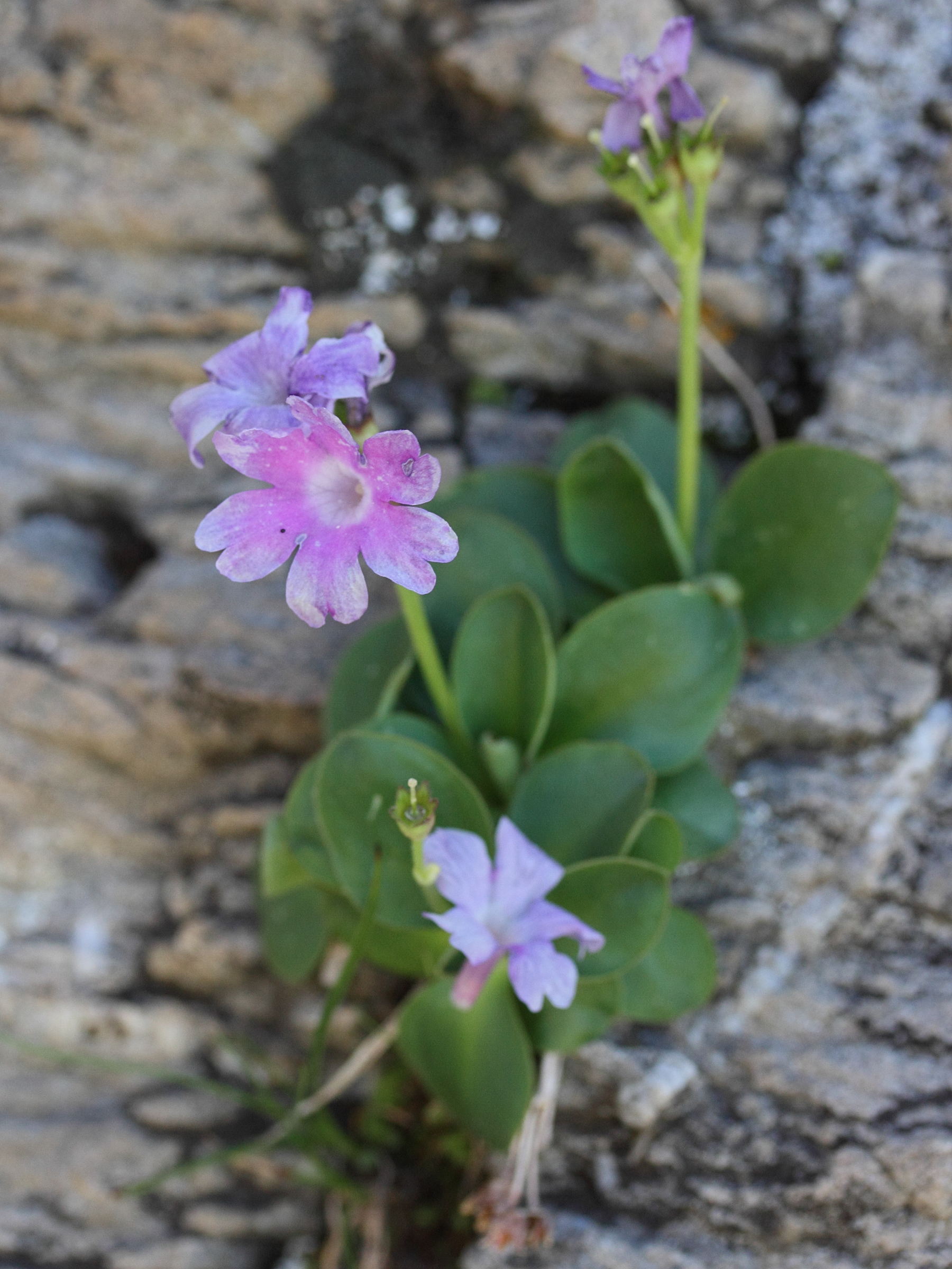 primula_pedemontana3md