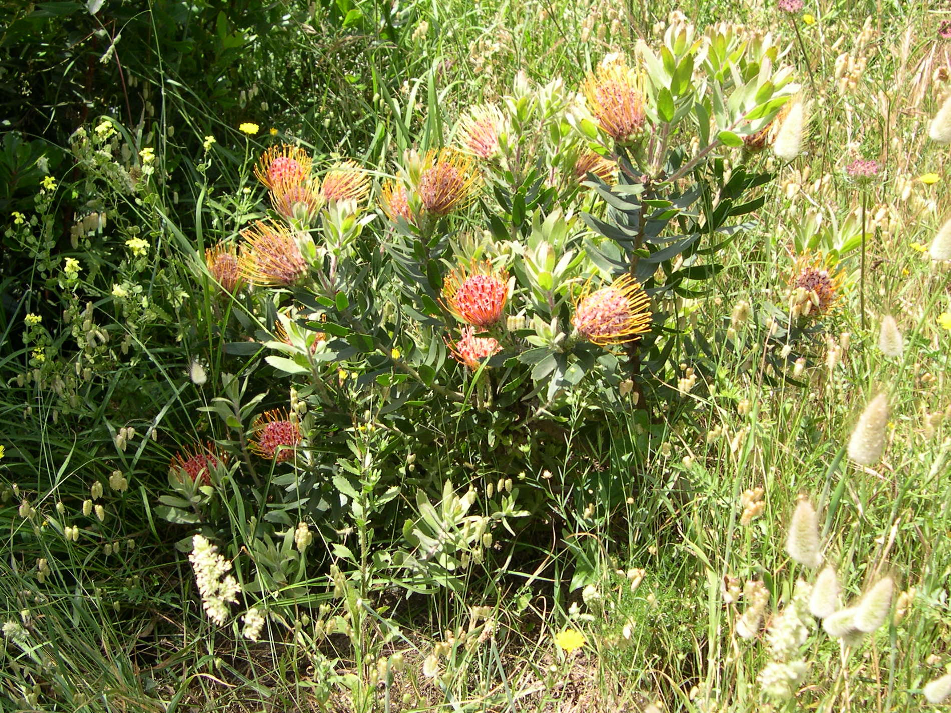 protea_cynaroides1md