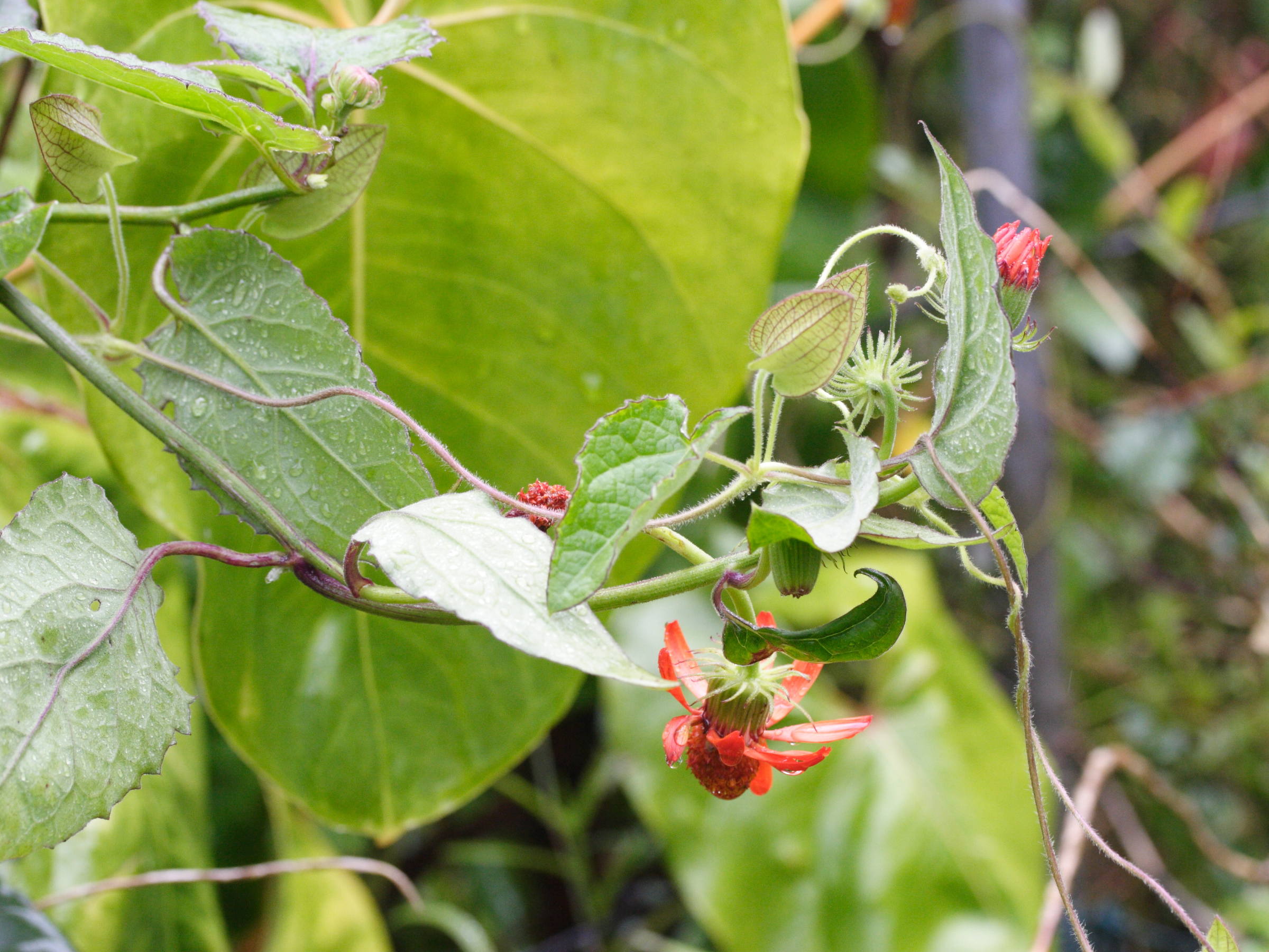 Afficher le média Pseudogynoxys_chenopodioides Pseudogynoxys_chenopodioides