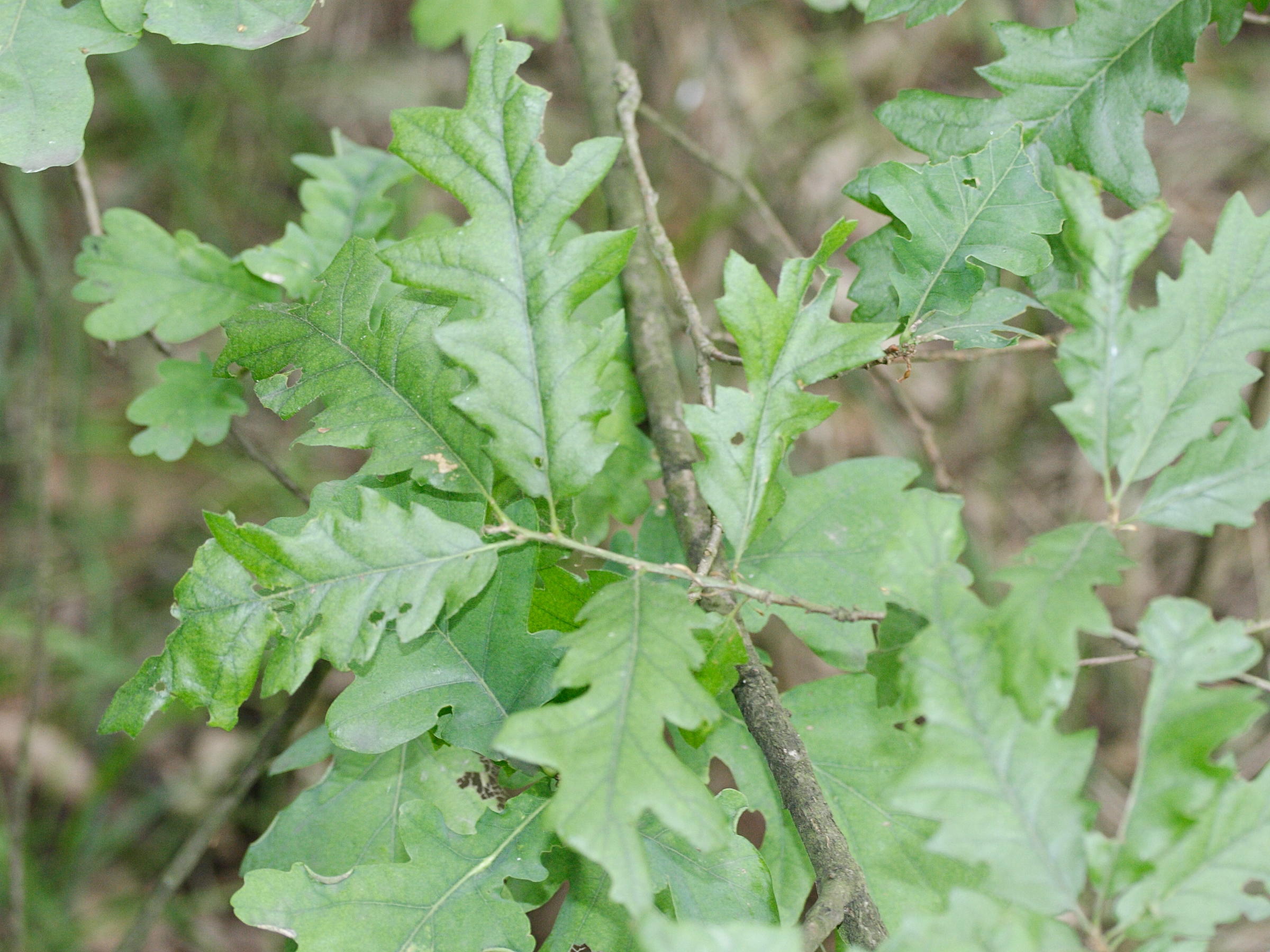 quercus_cerris3md