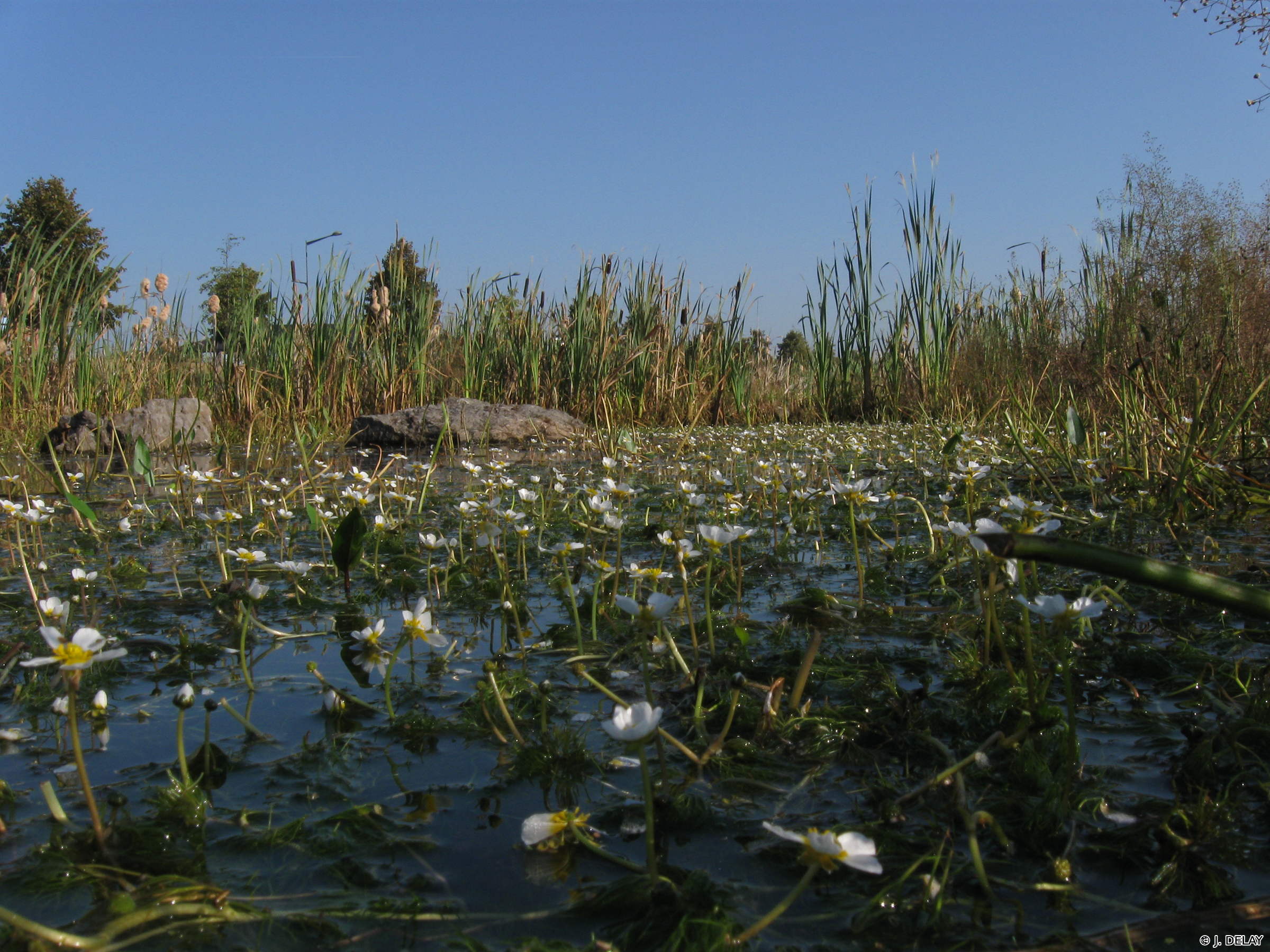 ranunculus_baudotii7jd