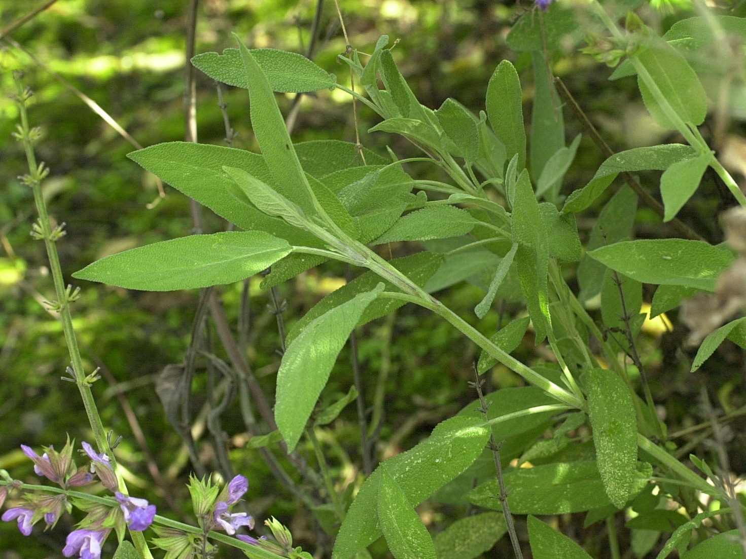 salvia_officinalis2bmd