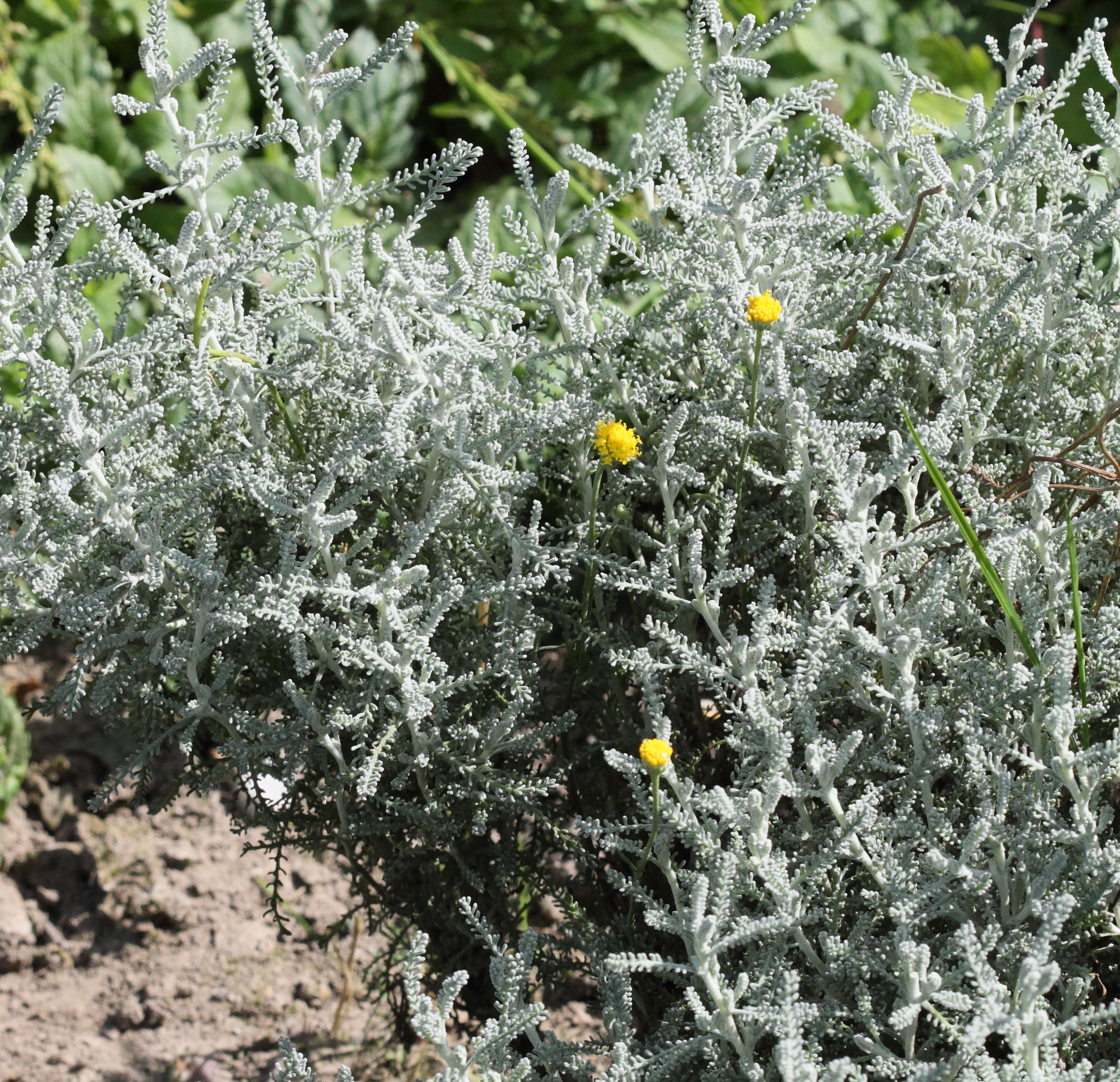 santolina_chamaecyparissus1bd