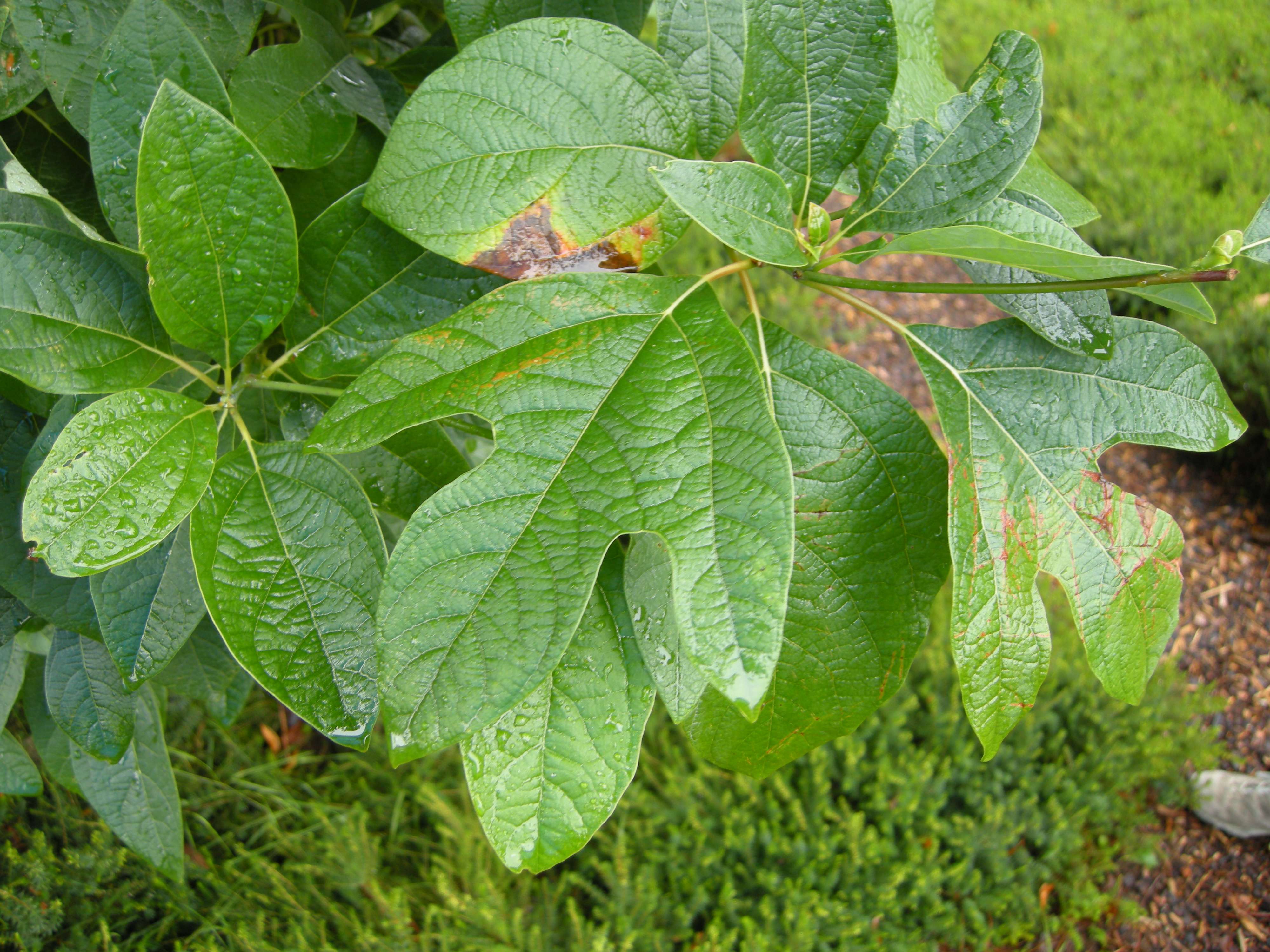 sassafras_albidum4md