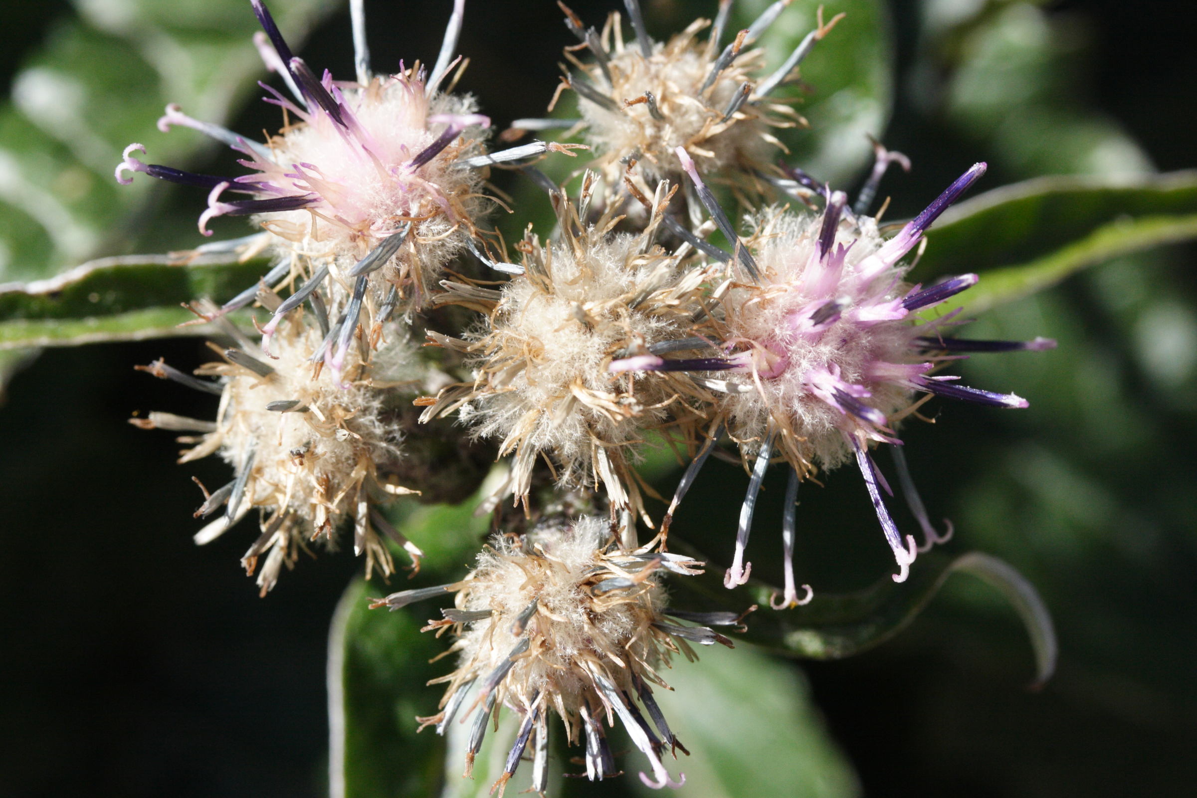 saussurea_discolor2md