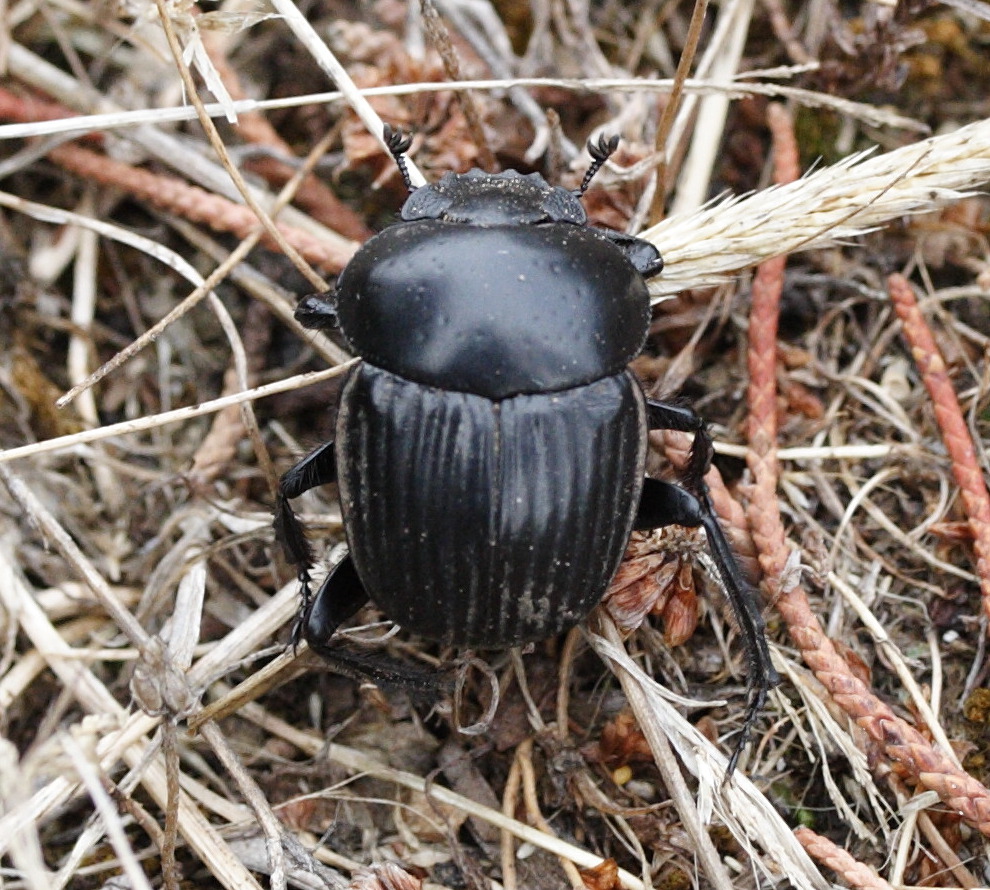 scarabaeus_laticollis