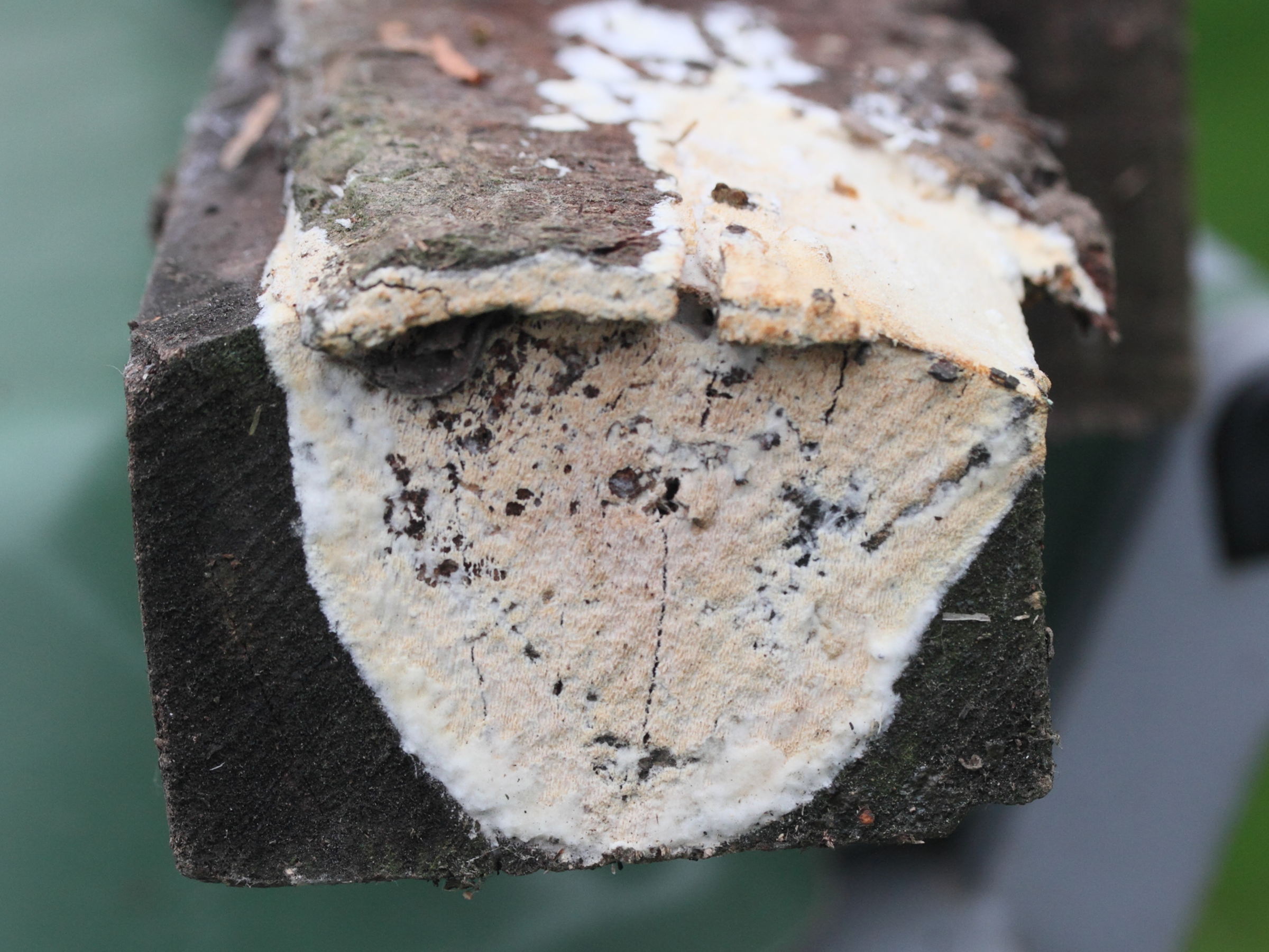 schizopora_paradoxa1md