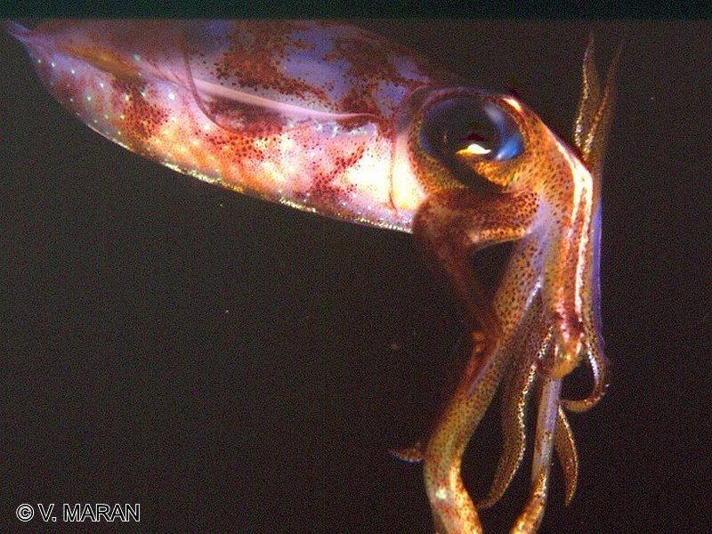 Afficher le média sepioteuthis_sepioidea2vm sepioteuthis_sepioidea2vm