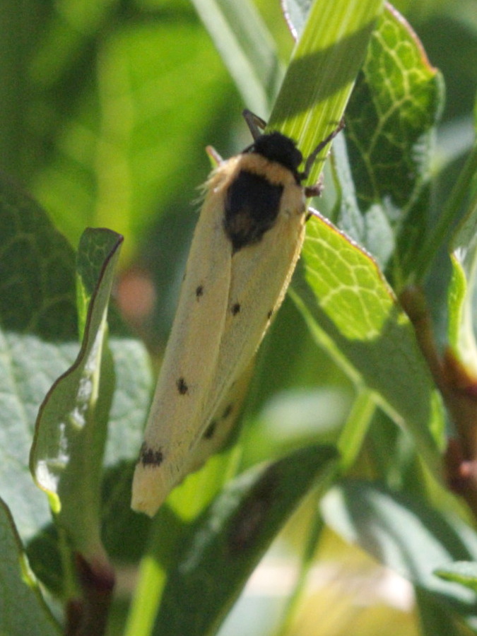 Afficher le média setina_ramosa1md setina_ramosa1md