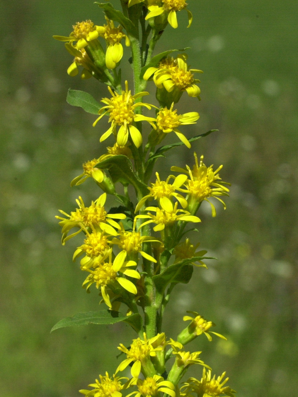 solidago_virgaurea_vulgaris2md
