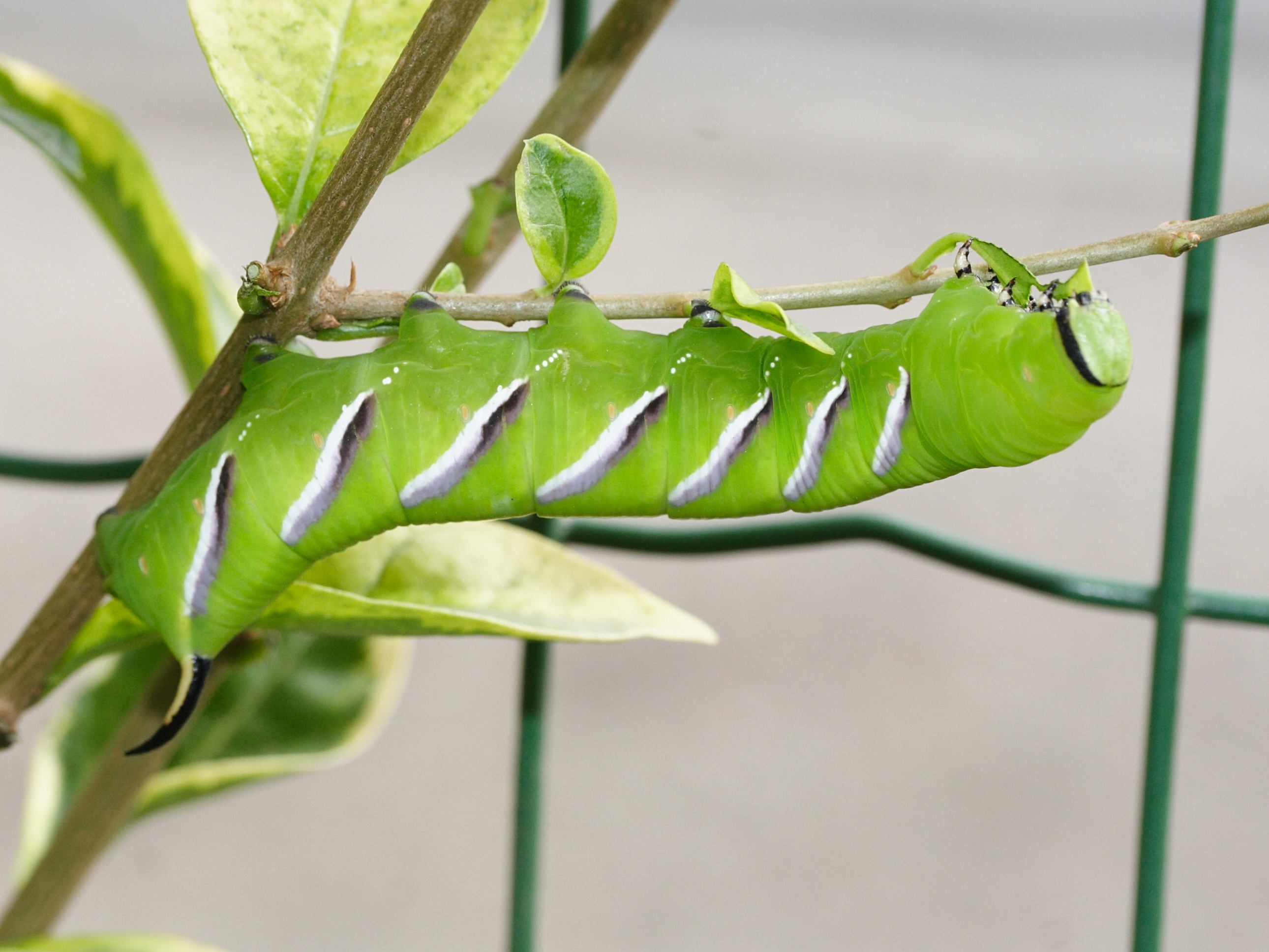 sphinx_ligustri_ch4md