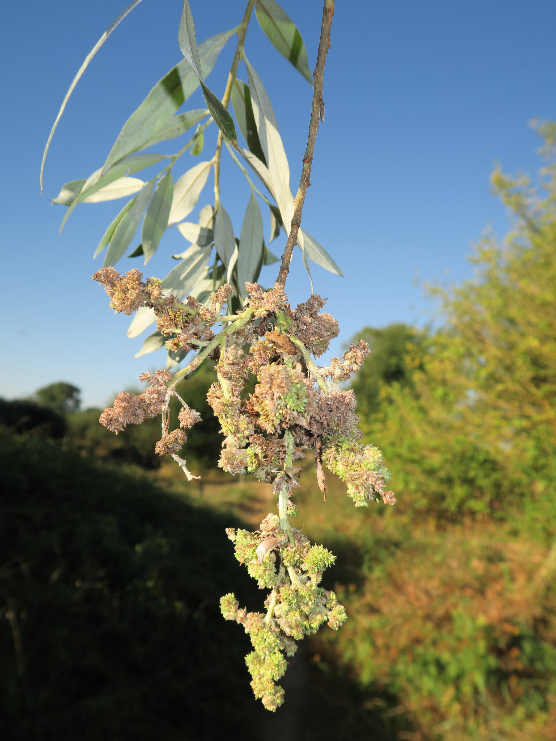 stenacis_triradiatus_galle1md