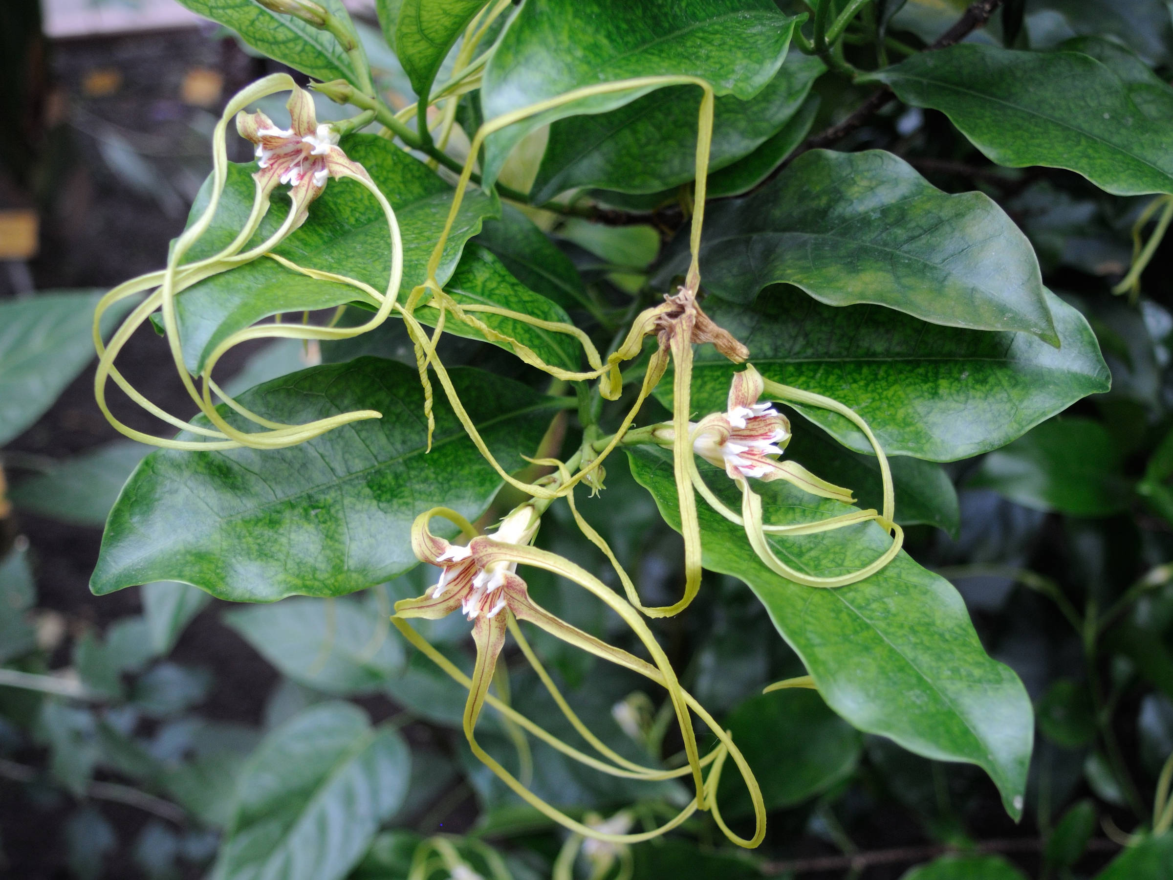 strophanthus_divaricatus2md