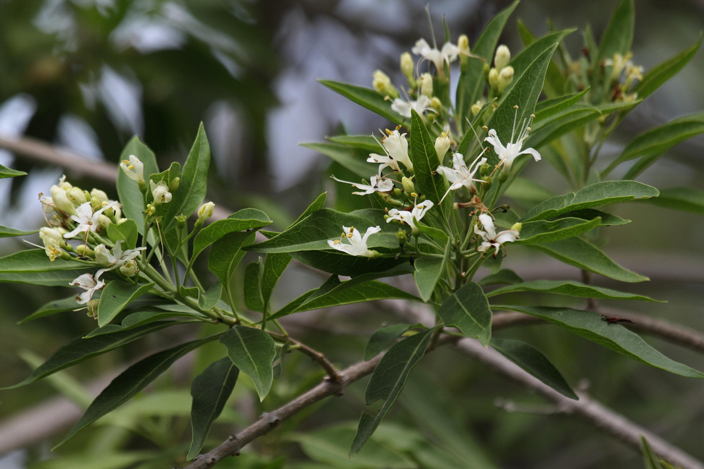 Tabernaemontana_persicariifolia