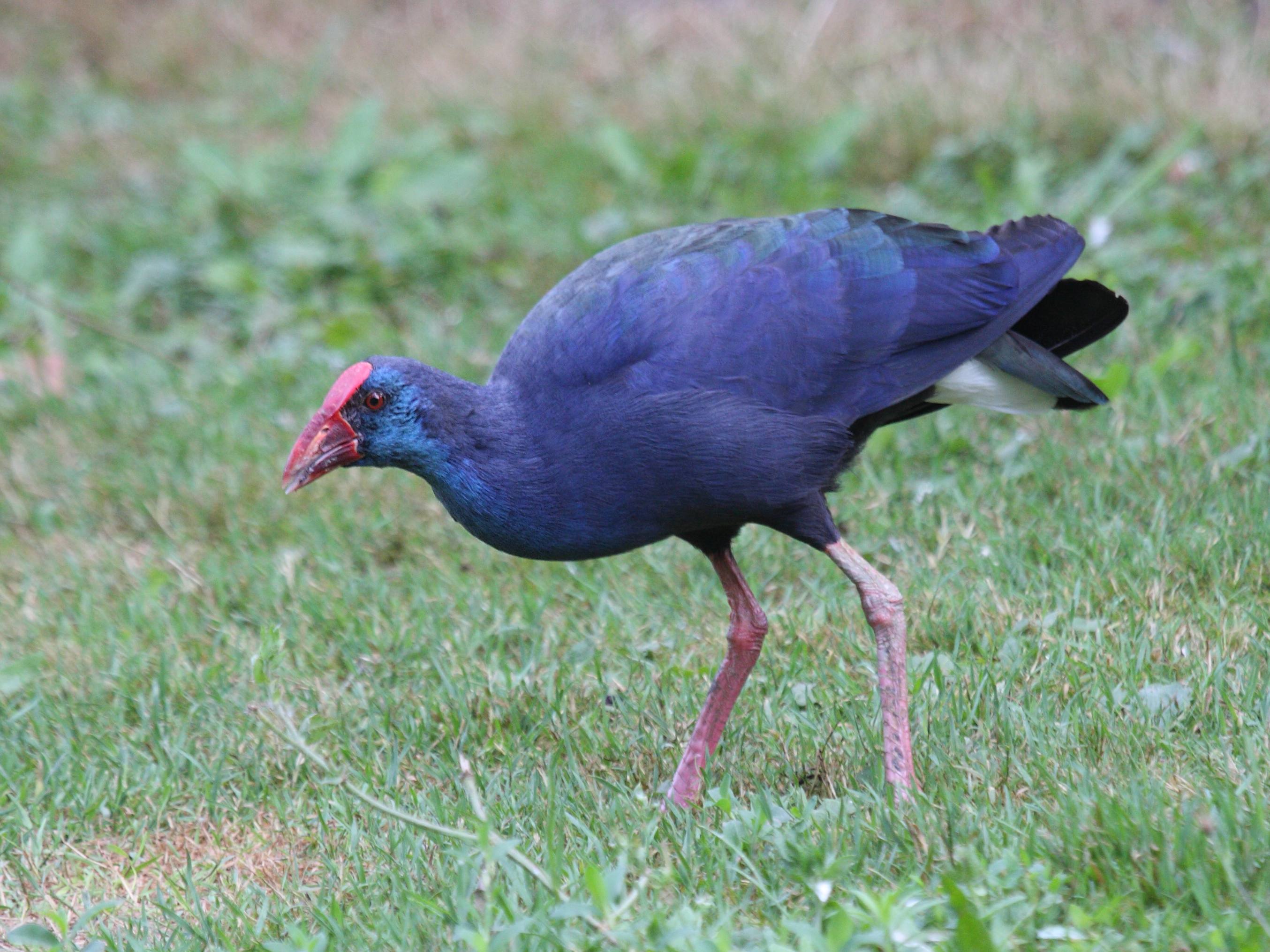 taleve_sultane_-_porphyrio_porphyrio4bd