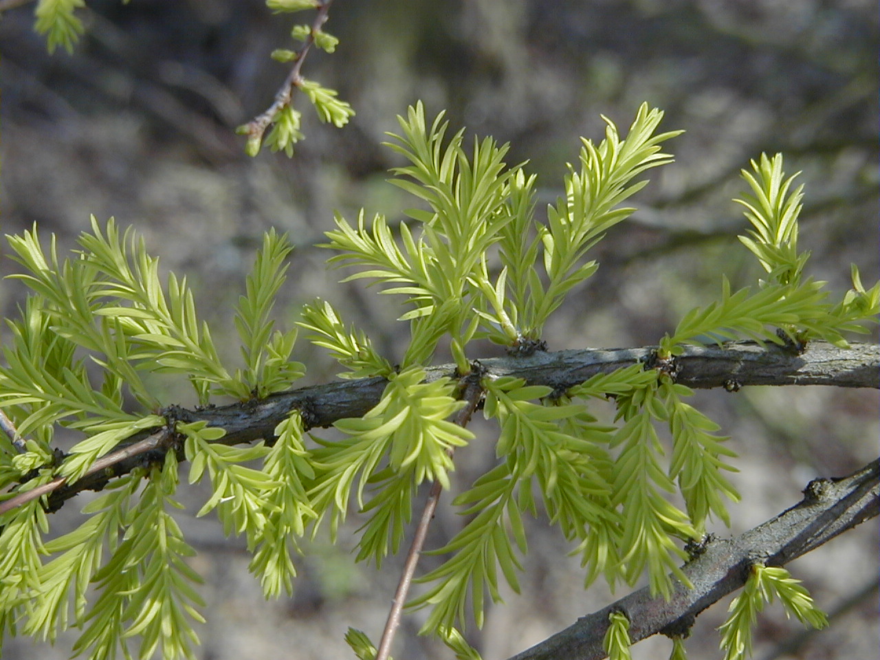 Afficher le média taxodium_distichum2md taxodium_distichum2md