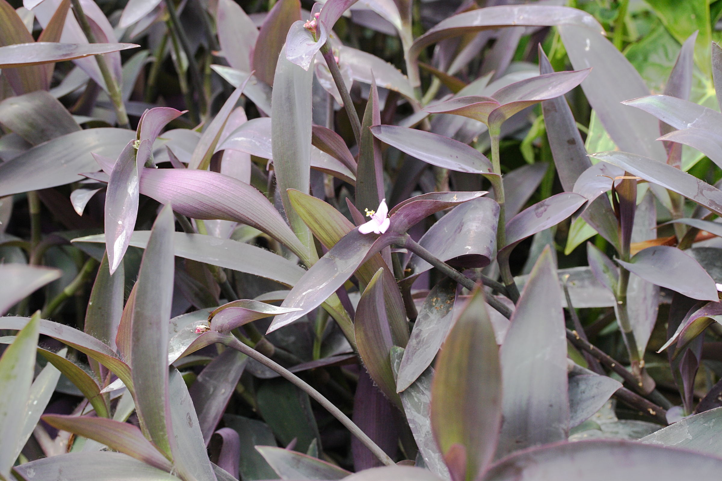 tradescantia_pallida4md
