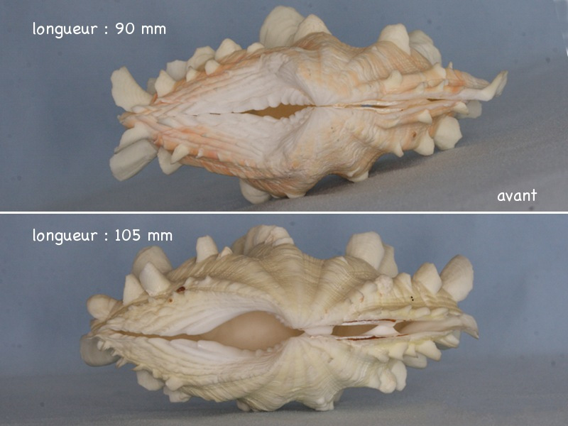 tridacna_squamosa4md
