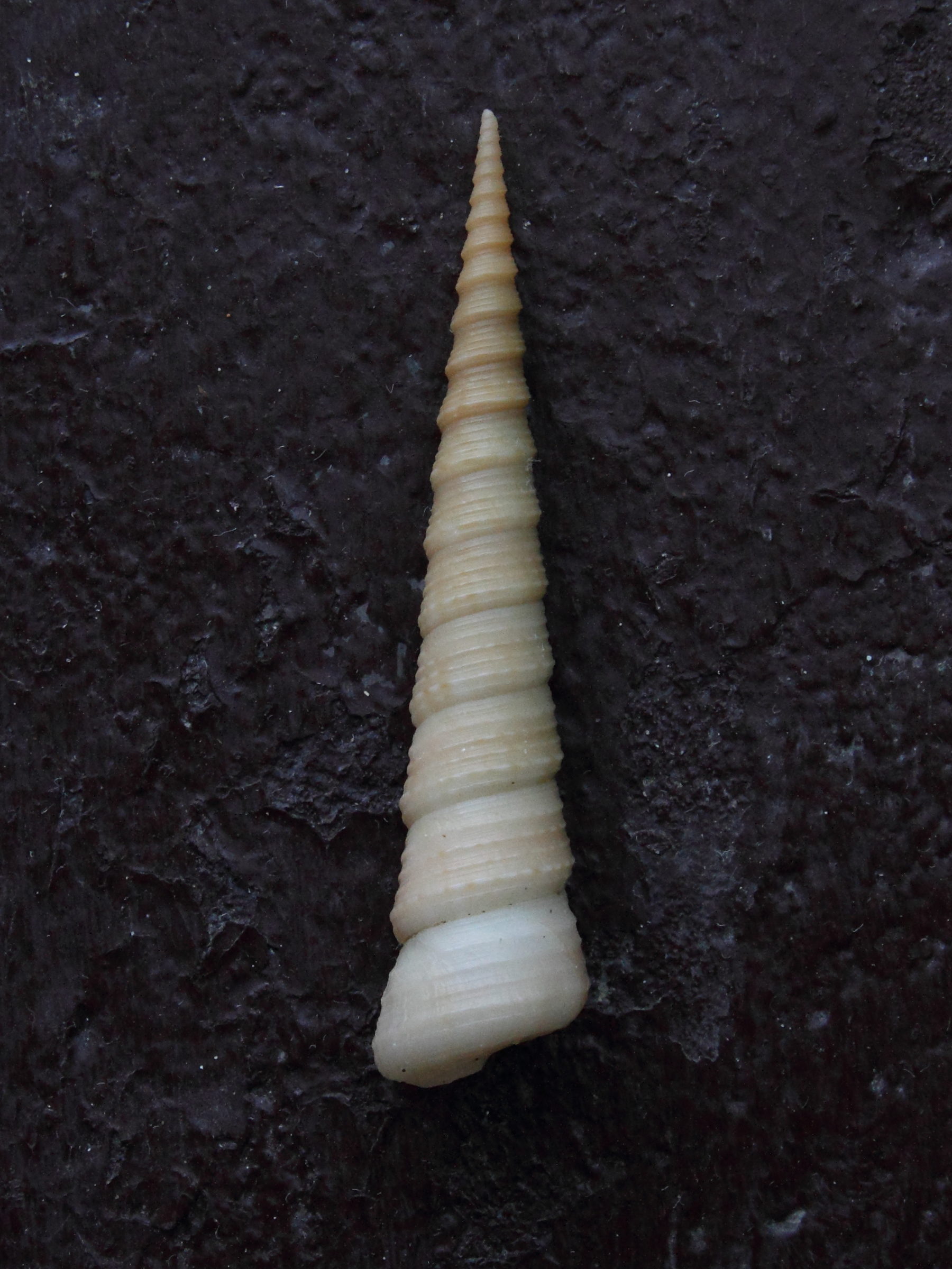 Afficher le média turritella_leucostoma2md turritella_leucostoma2md