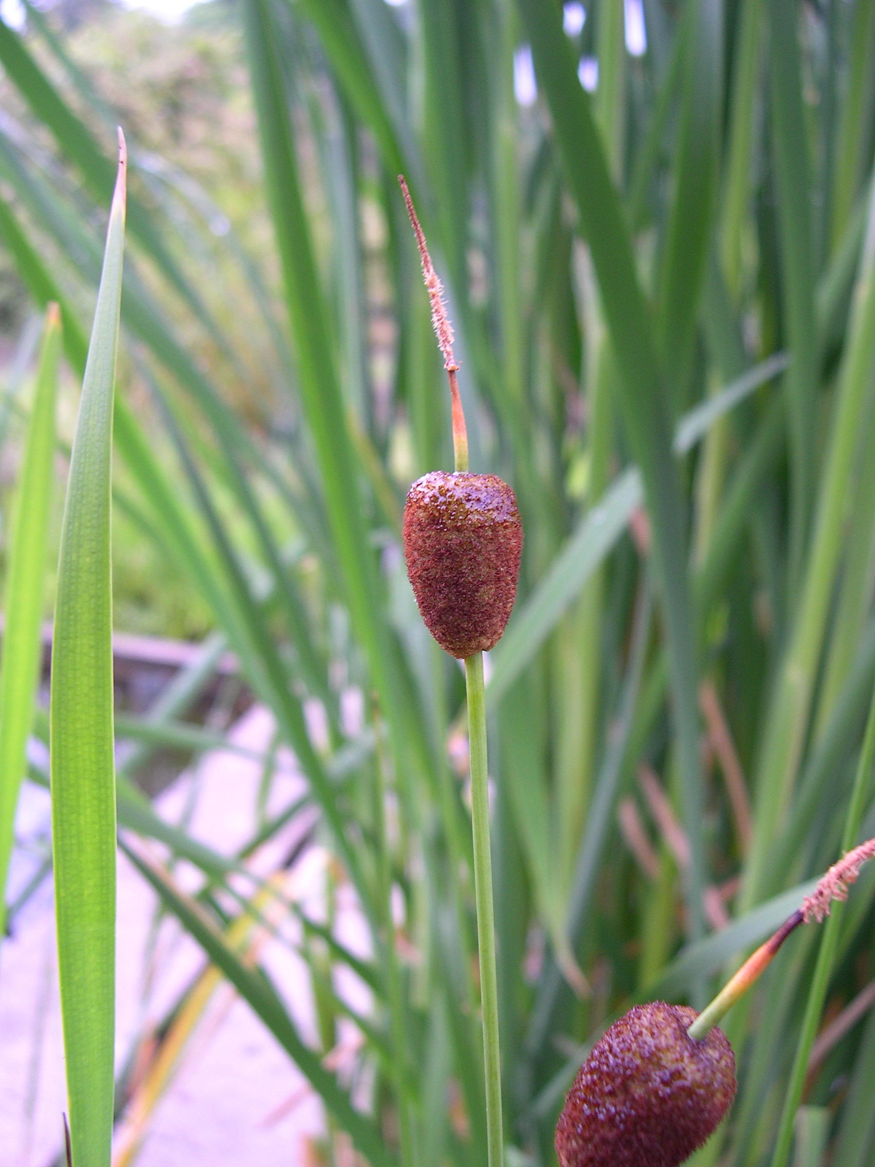 typha_minima2md