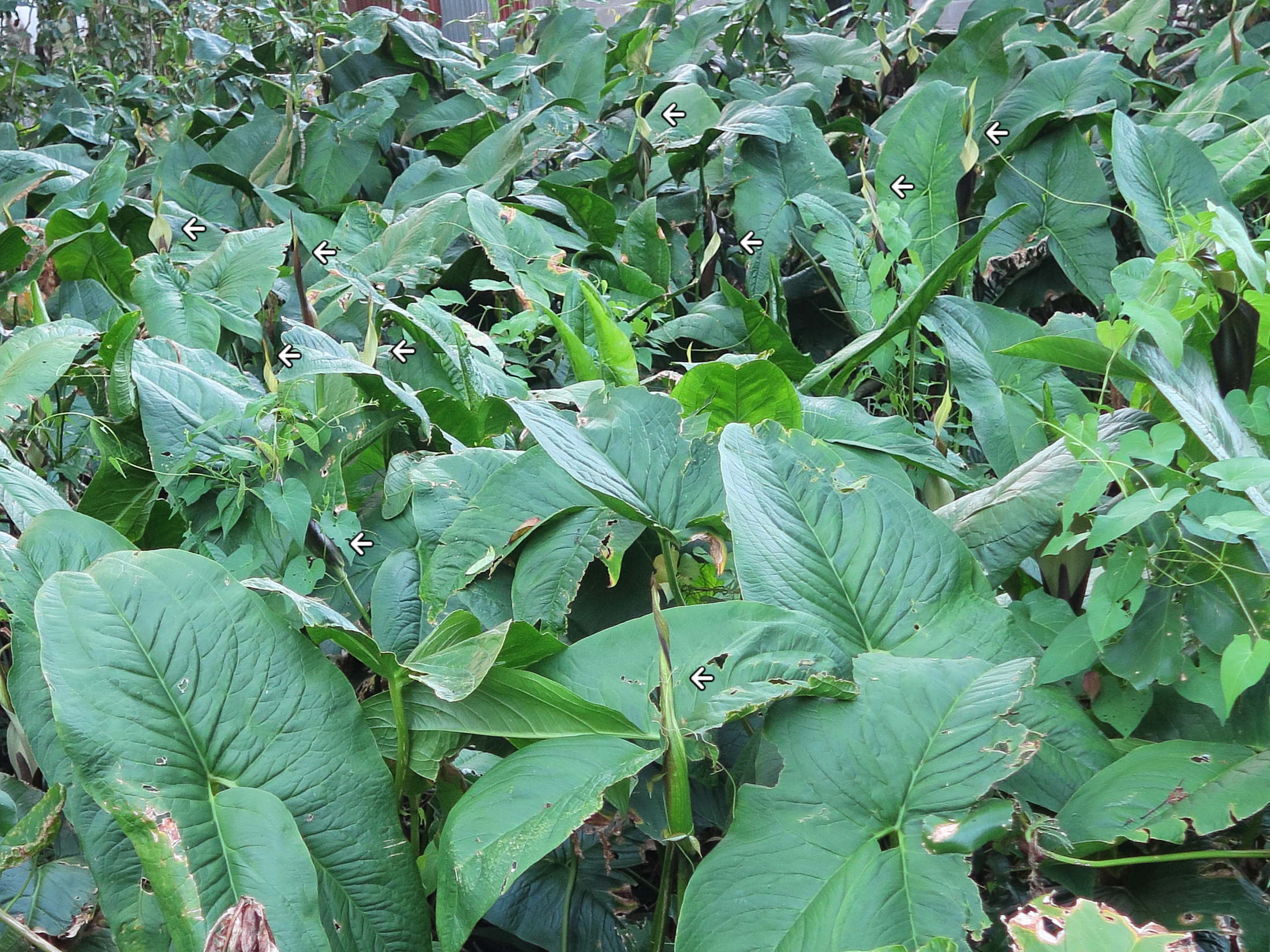 urospatha_friedrichsthalii4md