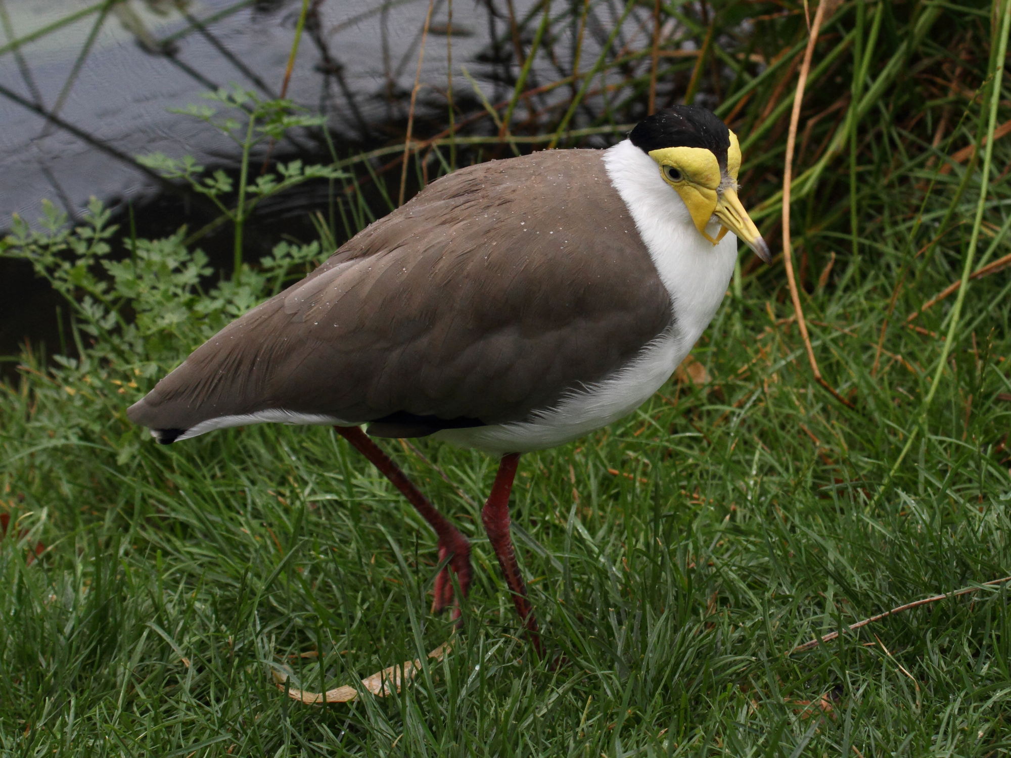 vanneau_soldat_-_vanellus_miles_miles4bd