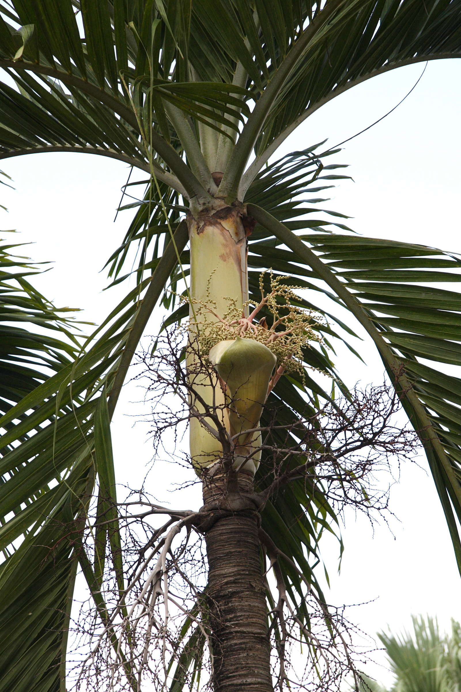 veitchia_merrillii3md