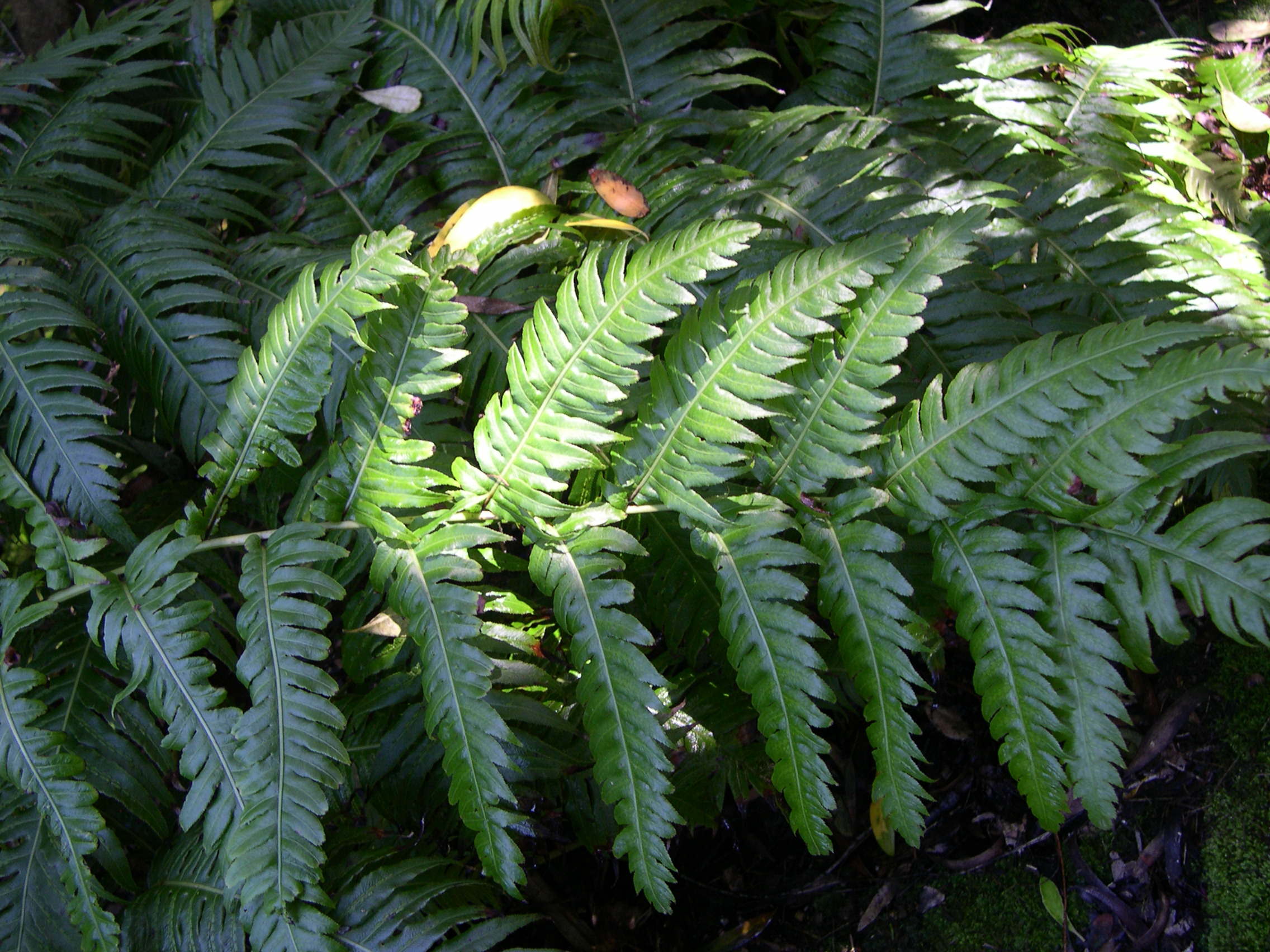 woodwardia_radicans2md