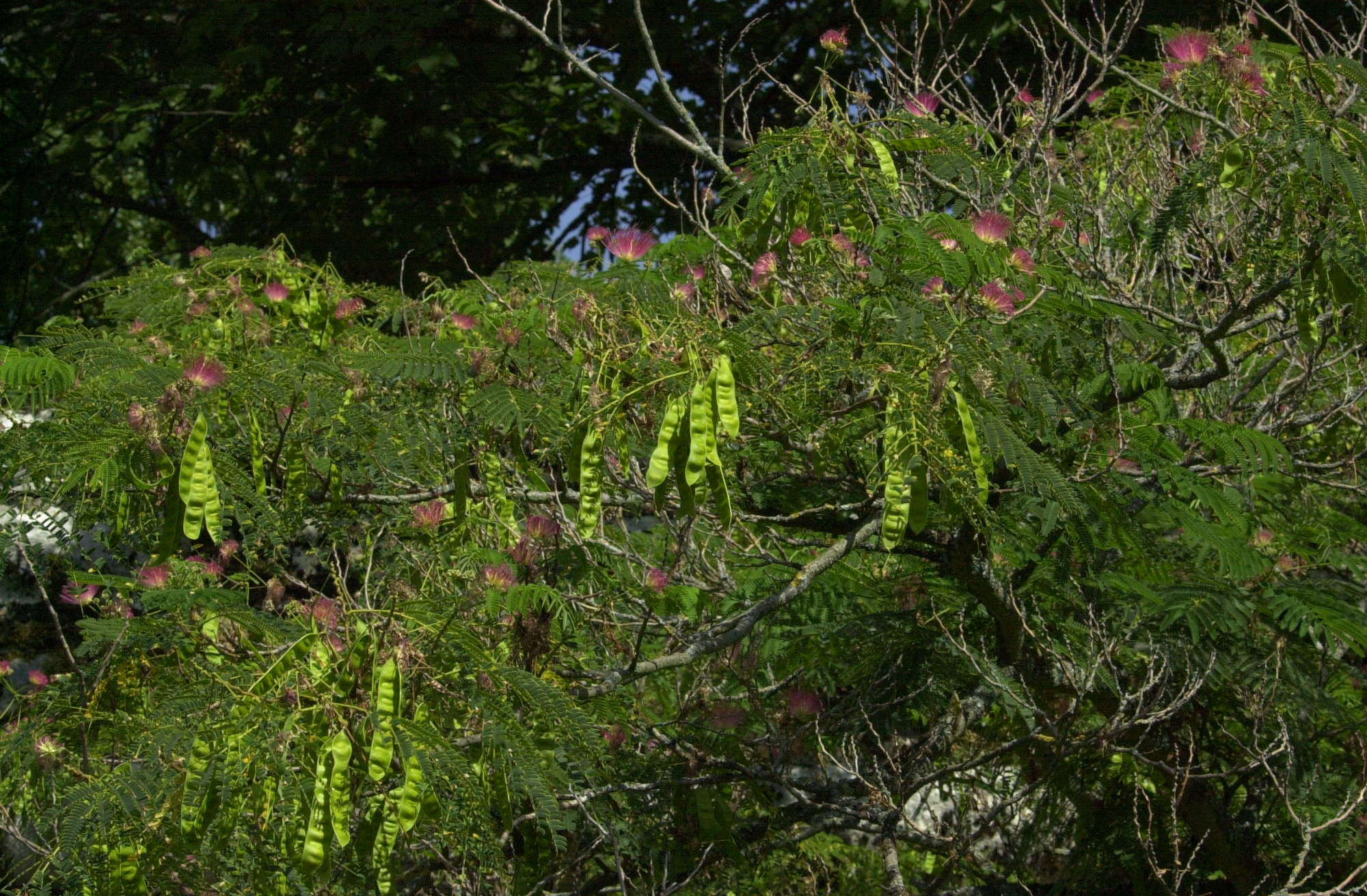 albizia_julibrissin4md