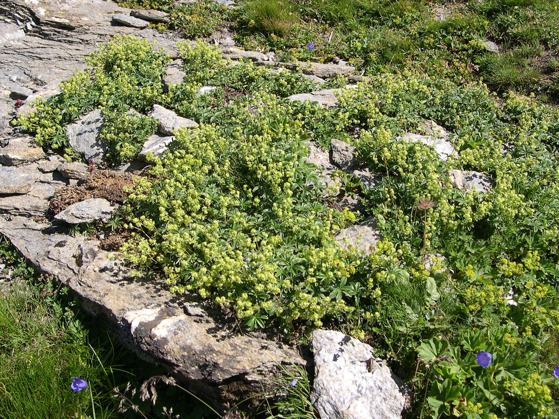 alchemilla_saxatilis1md