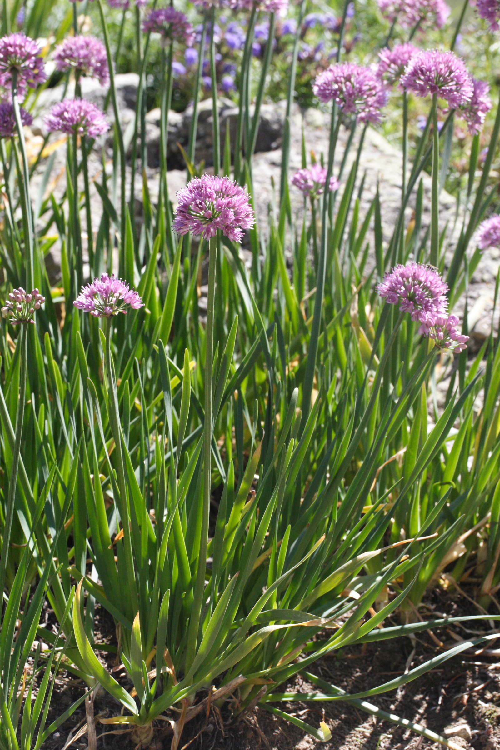 allium_pyrenaicum1md